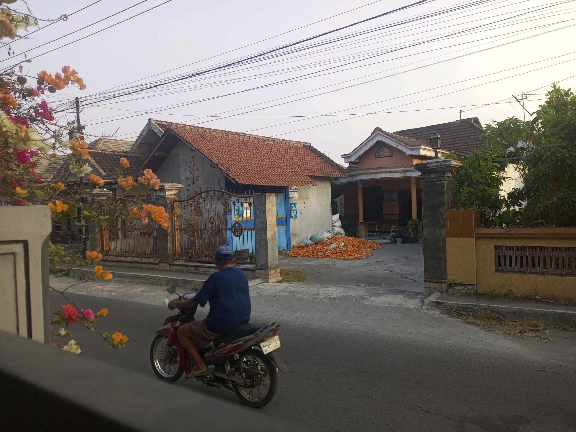In the city of Ngasem, Indonesia, a man wearing a blue t-shirt and a blue baseball cap rides a red and silver motorcycle along an asphalt road. He is moving away from the camera, with his right hand on the handlebars and his left hand holding a white object. The motorcycle has a license plate with Indonesian characters. To the left of the road, flowering bougainvillea branches with pink, orange, and white flowers hang down. Behind the flowers, a grey concrete wall is partially visible.
Further back, several houses are visible. The house immediately behind the motorcycle rider has a grey, textured facade with an ornate metal gate and a blue door. Piles of dried corn kernels are spread on the ground in front of this house. To the right of this house, another house is visible with a pink and cream-colored facade, a pitched roof, and a covered porch supported by columns. A decorative fence runs along the property line. The sky is overcast.