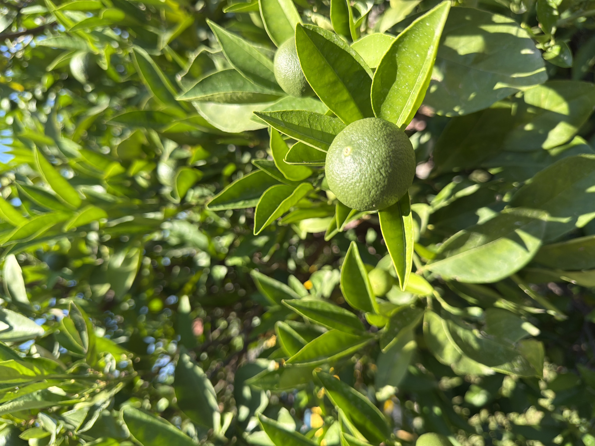 A close-up, eye-level shot captures a cluster of green citrus fruits on a branch, surrounded by lush, green leaves. The fruits are small and round, with a textured rind. One fruit in the foreground is in sharp focus, while another slightly behind and to the right is softer. The background is a blur of green foliage and dappled sunlight, suggesting an outdoor setting. The lighting is bright and natural, casting shadows that highlight the contours of the leaves and fruits. The image does not contain any people or discernable urban elements, making it impossible to determine a specific location within a city.