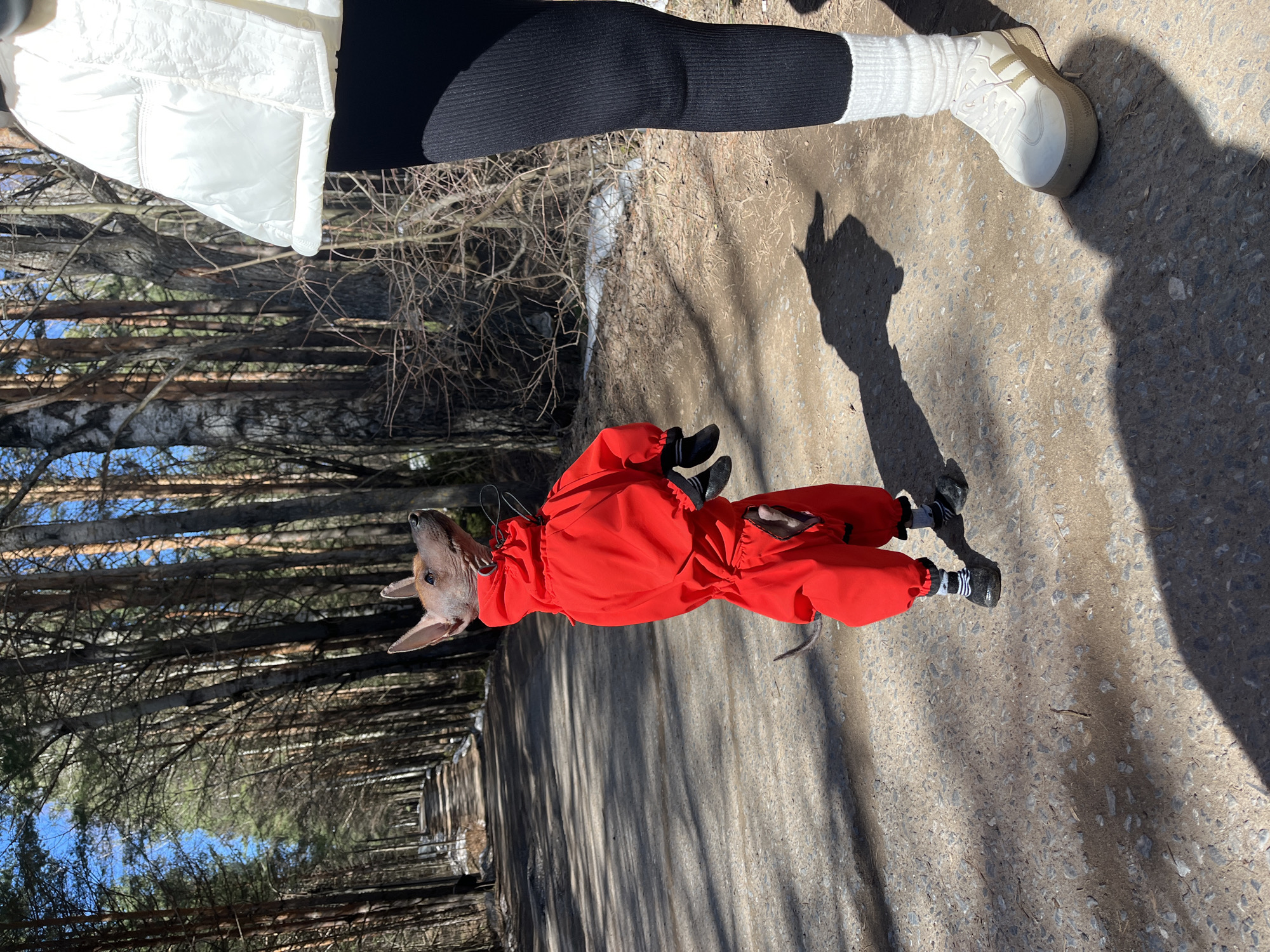 The image depicts a hairless dog wearing a bright red jumpsuit and black booties standing on a concrete path with a person. The person is wearing black leggings, white socks, and white sneakers. The dog is on a path lined with trees in Chaikovsky, Russia. The scene is lit by strong sunlight casting shadows on the ground.