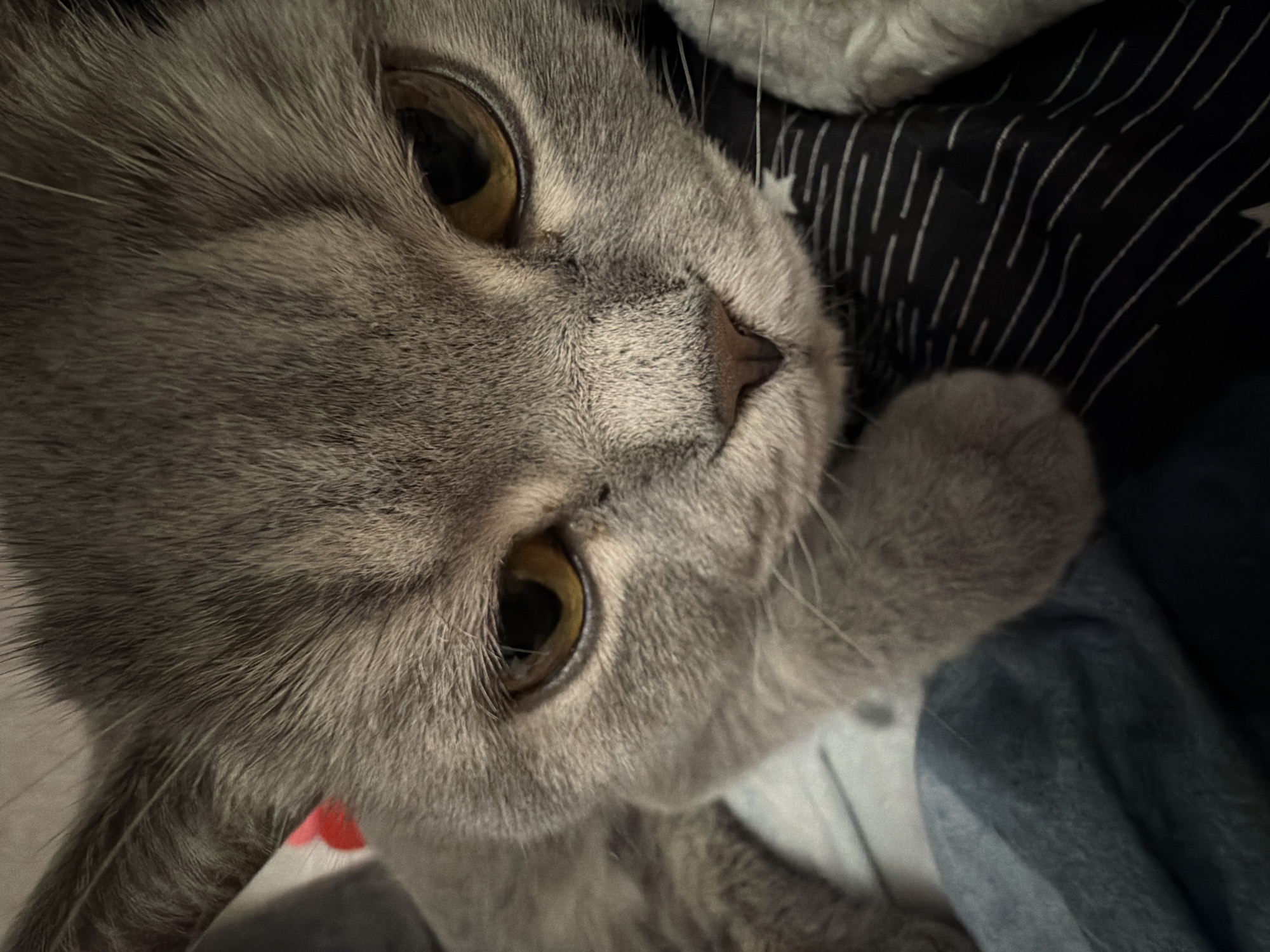 A close-up, upward-angled photograph shows a gray cat with yellow eyes. The cat's face, nose, and one paw are in focus. The background includes a black and white striped fabric and an area of light blue fabric. The location and city of Perm, Russia cannot be determined from the provided image.