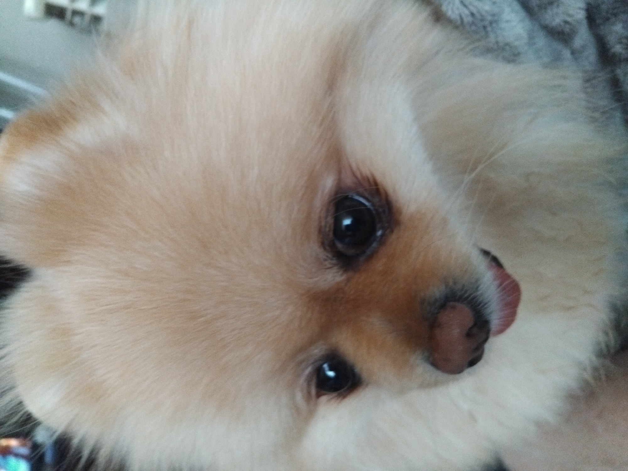 This is a close-up, eye-level, portrait-oriented photograph of a light-colored Pomeranian dog. The dog's fur is fluffy and light cream or tan in color, with darker tan markings around its eyes and nose. The dog's eyes are dark and round, with highlights reflecting light. Its nose is dark brown, and a portion of its pink tongue is visible. The dog appears to be looking slightly downwards and to the right. The background is blurred and appears to be an indoor setting, possibly with a grey blanket or fabric visible on the right side of the frame. There are no discernable landmarks or environmental features that would indicate a specific location in Apriltsi, Bulgaria.