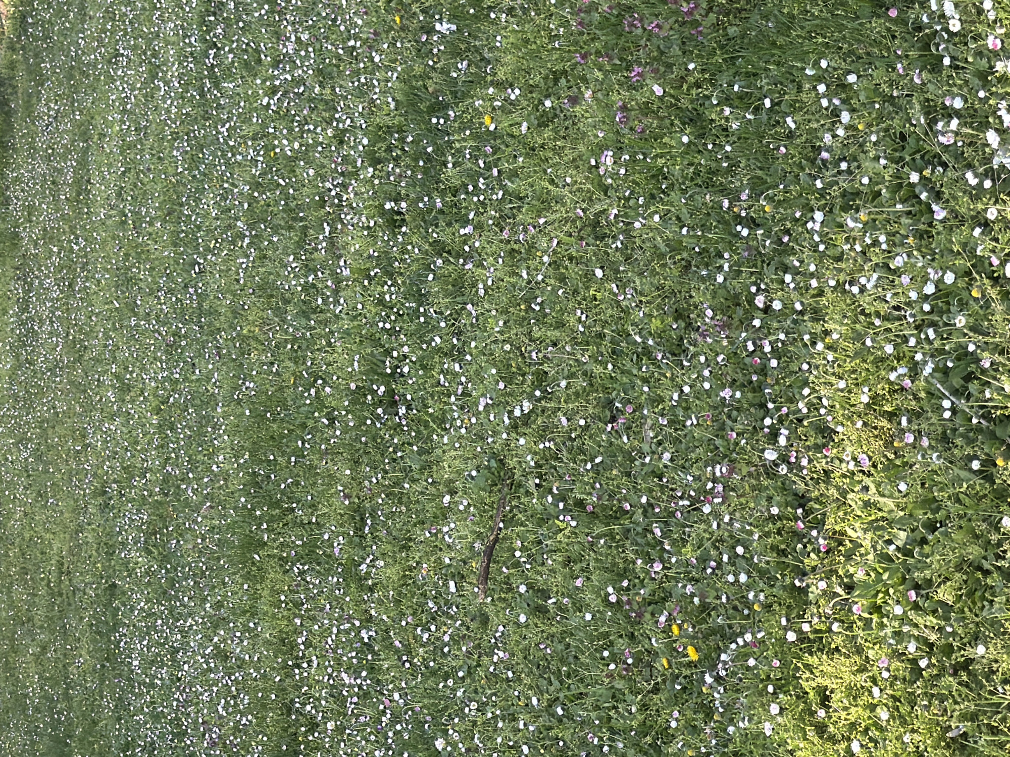 The image depicts a field of grass and wildflowers in Plovdiv, Bulgaria. The grass is predominantly green with dense growth, interspersed with numerous small, white and purple wildflowers. The flowers appear to be densely concentrated throughout the field. A single, dark twig or stem lies on the ground amid the vegetation. The lighting suggests it is daytime.