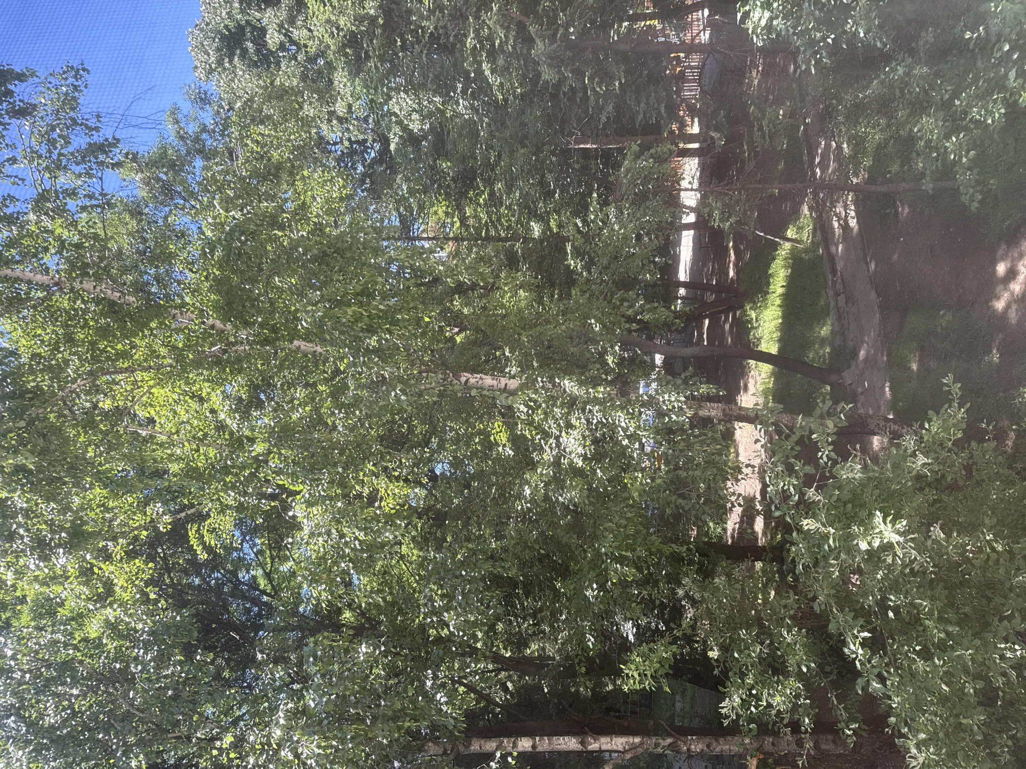 The image shows a row of trees lining a pathway. The trees have lush green foliage, obscuring much of the pathway. The path appears to be composed of dirt and concrete. In the distance, there are indistinct buildings. The sky is visible through the gaps in the trees, suggesting it is daytime. The location is most likely within Sofia, Bulgaria due to the prompt.