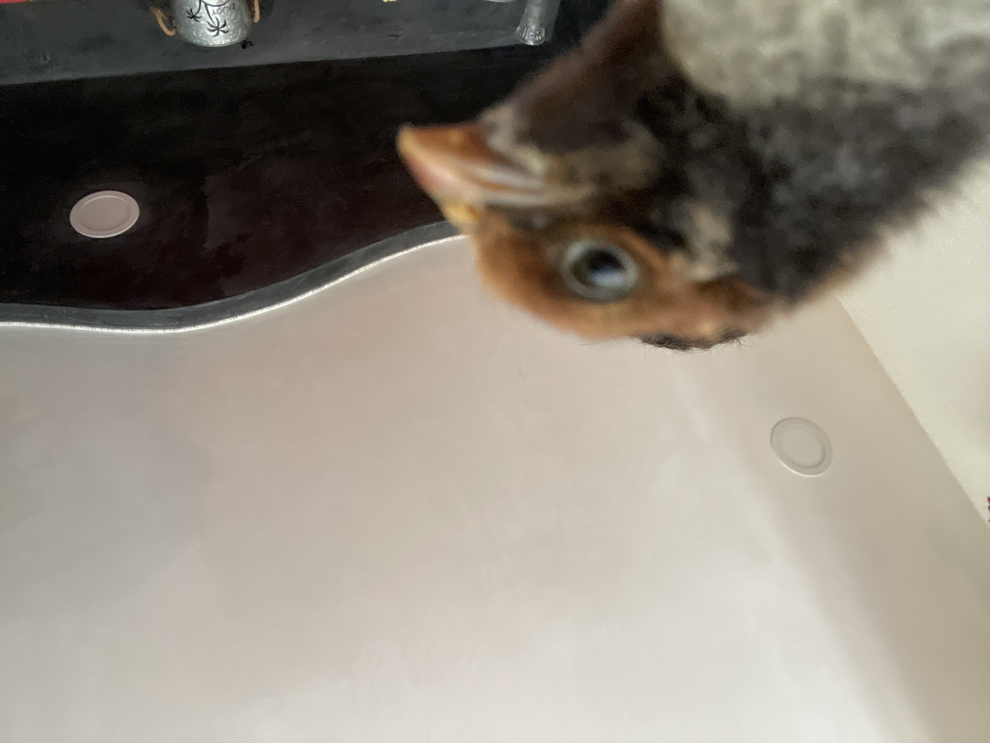 An indoor photograph captures a close-up, top-down perspective of a small, young bird, likely a chick, positioned in the upper right of the frame and peering downward. The bird's head and visible upper body are featured, with its eye sharply in focus. It exhibits brownish-orange feathers around its face and beak, which is slightly open, while its neck and back display a mottled pattern of dark gray, black, and white plumage.
The setting appears to be a room, possibly a bathroom or kitchen, within a home in Zlatograd, Bulgaria. In the upper left background, a dark, reflective surface, likely a countertop, is visible. On this surface, there is a small, light-colored, circular dish or lid. Further back, a small metallic bucket or container is seen, decorated with palm tree motifs and bearing the text "ENJOY."
The majority of the lower and central part of the image is dominated by a large, smooth, light-colored surface, possibly a sink or basin, which curves where it meets the dark background. A similar light-colored, circular object, potentially a drain or a recessed light, is embedded in this light surface on the right side. The bird's position suggests it is either being held over this basin or looking into it, perhaps at water or its reflection. The overall lighting implies an indoor environment, likely illuminated by artificial light. The image conveys the bird's apparent curiosity, with no other emotions evident.