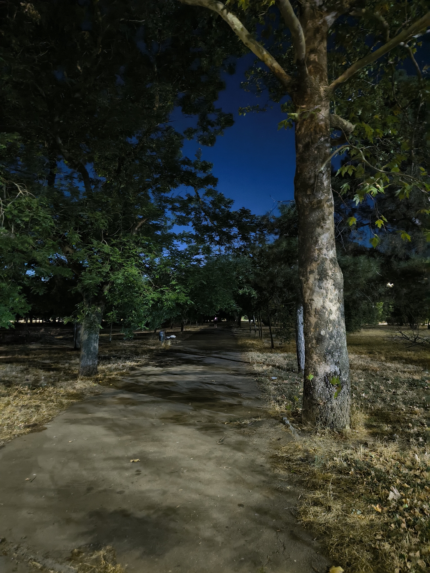 The image depicts a nighttime scene in a park with a pathway leading into the distance, flanked by trees. The sky is a deep, clear blue, suggesting twilight or night. The pathway appears wet, reflecting some light. On the right side of the path, a large tree trunk is prominently featured, with textured bark and branches extending upwards. The ground on either side of the path is covered in dry grass and fallen leaves. In the background, more trees create a dense canopy, and the pathway continues to a distant, darker area. A trash can is visible to the right of the path in the mid-ground. The overall impression is a quiet, somewhat melancholic urban park setting at night.