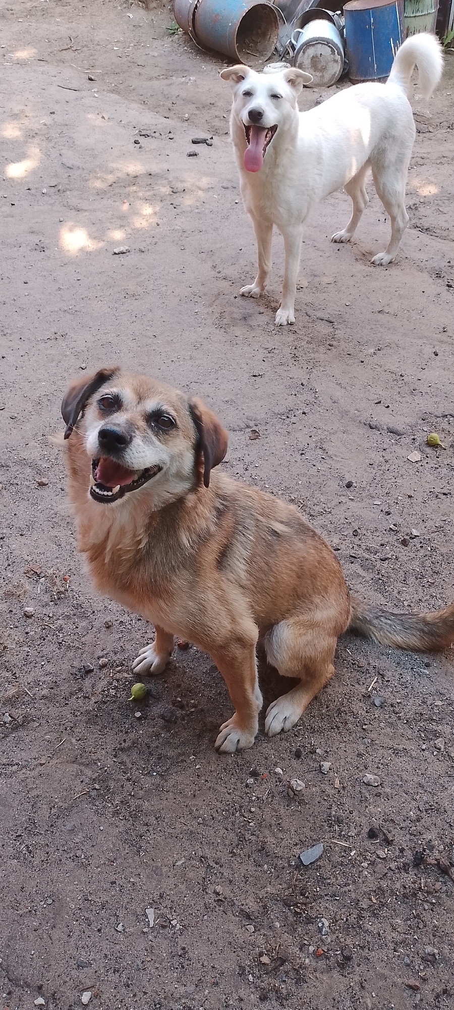 A medium shot captures two dogs outdoors on a dirt ground. In the foreground, a small to medium-sized tan and brown dog sits facing the camera, with its mouth open and tongue out, appearing happy. Its eyes are dark and its ears are floppy. The dog has a patchy coat with darker markings. Behind this dog, and slightly out of focus, stands a larger white dog with its mouth open and tongue out, also appearing alert and happy. The white dog's tail is curled upwards. In the background, there are some industrial-looking metal barrels or containers, one blue and one with a metallic finish. The environment is dry and dusty, suggesting an outdoor or rural setting. The lighting indicates it is daytime.
