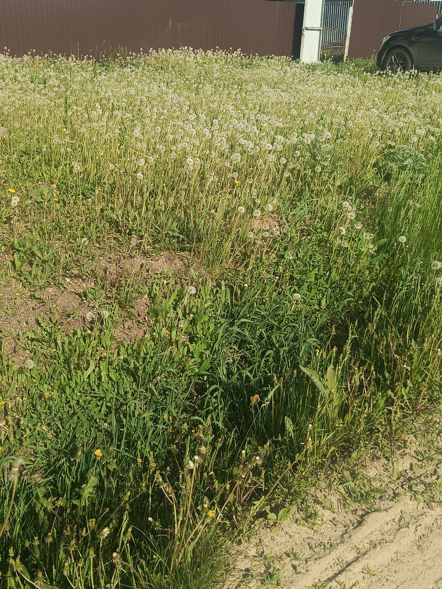 The image depicts an overgrown grassy area in the city of Unknown, Unknown. The ground is covered in a dense carpet of grass and dandelions, mostly gone to seed. Some bare patches of earth are also visible. In the background, there is a brown metal fence, a small metal shed, and the side of a dark-colored car. The right foreground features a sandy area with some tire tracks.