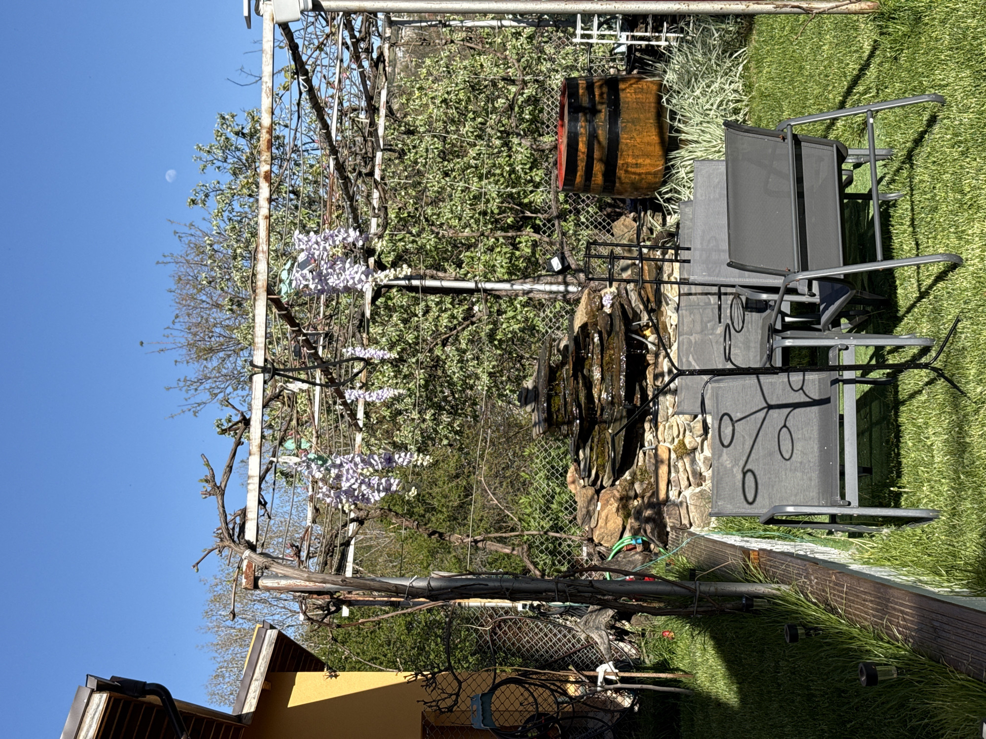 This media file captures a sunlit outdoor garden or backyard scene in Buhovo, Bulgaria. The central focus is a rustic metal and wood trellis from which blooming wisteria hangs, displaying numerous clusters of pale purple flowers.
To the right of the image, two dark grey outdoor chairs are placed on vibrant green grass, adjacent to a small rock-tiered water fountain or cascade. Behind these, a wooden barrel with dark metal bands is visible, along with some spiky ornamental plants. The bottom left foreground reveals a portion of a yellow building with a dark roof and gutter system, likely a house or shed. The background consists of various trees with lush green foliage.
The upper left portion of the image shows a clear blue sky, where a distinct crescent moon is visible, indicating that the photograph was taken during the day. Solar garden lights are partially visible on the grass near the chairs. A chain-link fence can be seen in several areas, delineating different sections of the garden.
The scene is tranquil and devoid of human activity. The presence of blooming wisteria suggests the time of year is spring or early summer, under clear and sunny weather conditions. There is no visible text in the image.