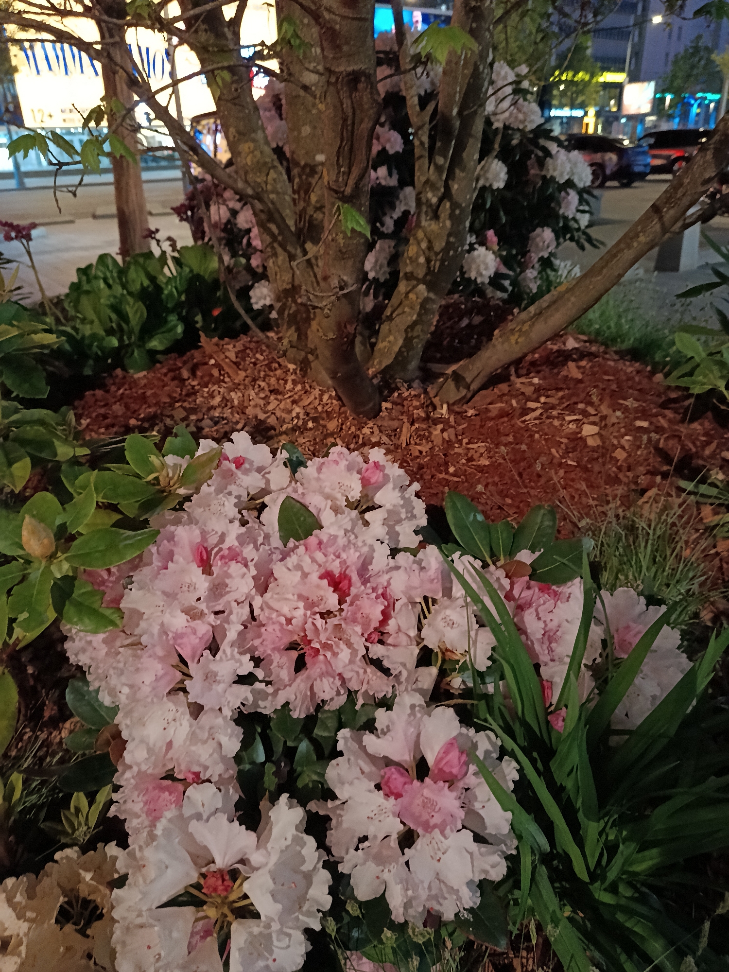 The scene presents a flowerbed at night, likely located in an urban setting. A tree is centered in the flowerbed, surrounded by a bed of brown mulch. In front of the tree are large clusters of rhododendron flowers, primarily white with accents of pink, densely arranged among green foliage. Additional green plants and some grass blades are also visible. Beyond the flowerbed, a streetscape is discernible with blurred lights and the vague shapes of vehicles, suggesting a city street. The overall illumination is low, creating a somewhat dim ambiance, though some light is present on the tree trunk and flowers.