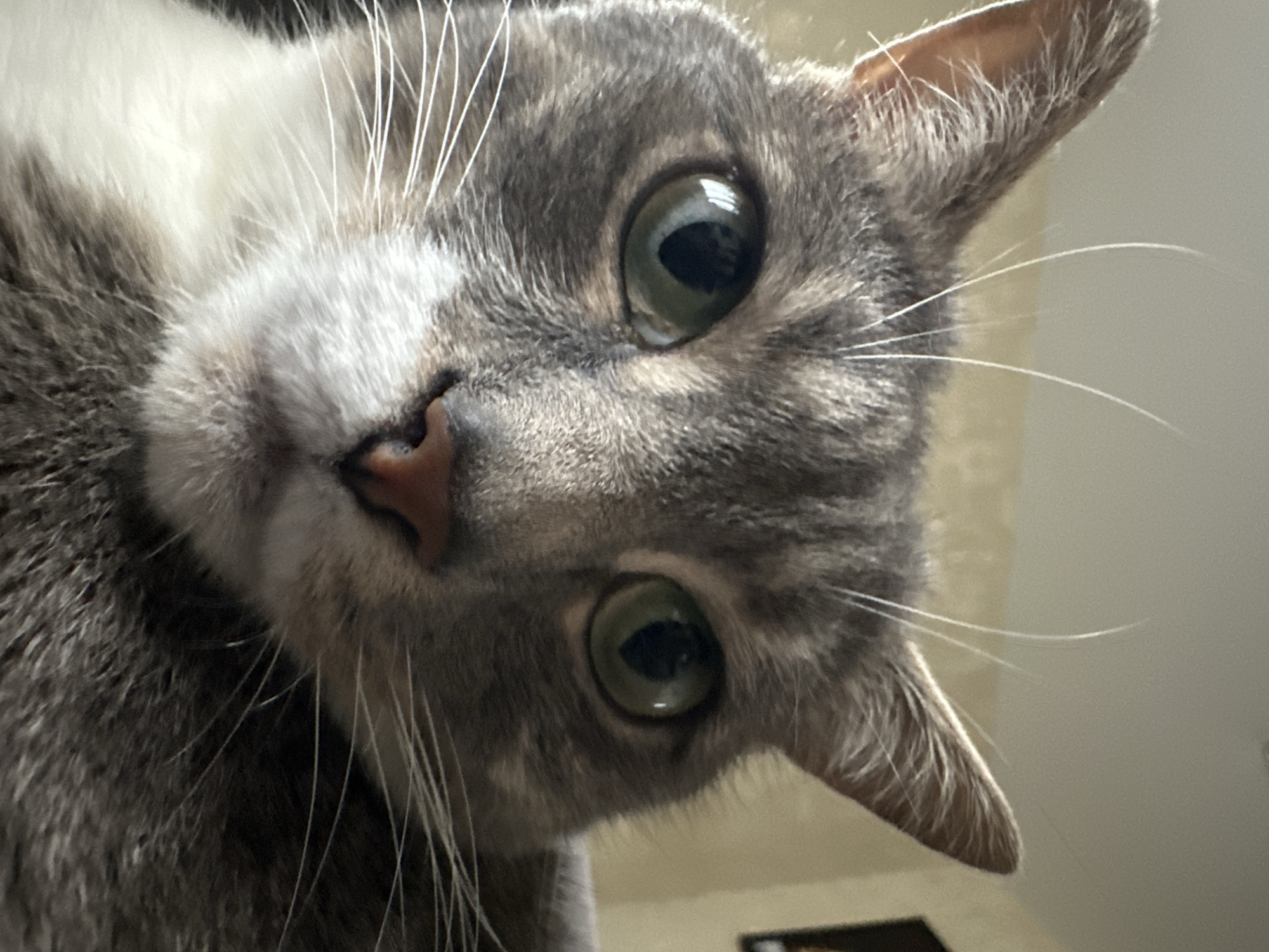 A close-up, tilted view of a gray and white cat's face. The cat's face is angled towards the viewer, showcasing its large, green eyes. The cat has a pink nose and prominent white whiskers. The environment is neutral, with a glimpse of a light-colored wall in the background. There is no indication of the location being in any city.