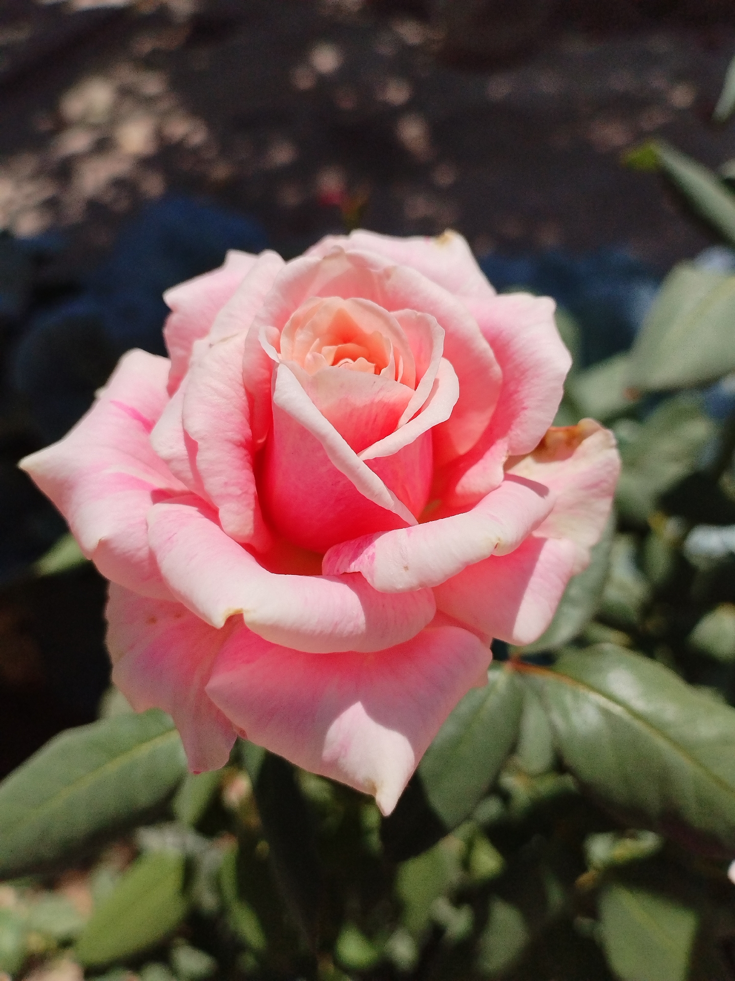 A close-up, eye-level shot features a pale pink rose in full bloom, its petals unfurling in soft, layered curves. The rose is positioned slightly off-center to the right, its delicate coloration transitioning to a peachy hue at the heart. Sunlight casts subtle shadows across the petals, highlighting their velvety texture. The background is softly blurred, showing the dappled shadows of foliage on dark soil, with hints of green leaves visible below and to the right of the rose. There are no people or specific identifiable landmarks of Kyzyl-Kyya, Kyrgyzstan visible in this image; it is a naturalistic depiction of a rose in an outdoor setting, likely a garden or park.