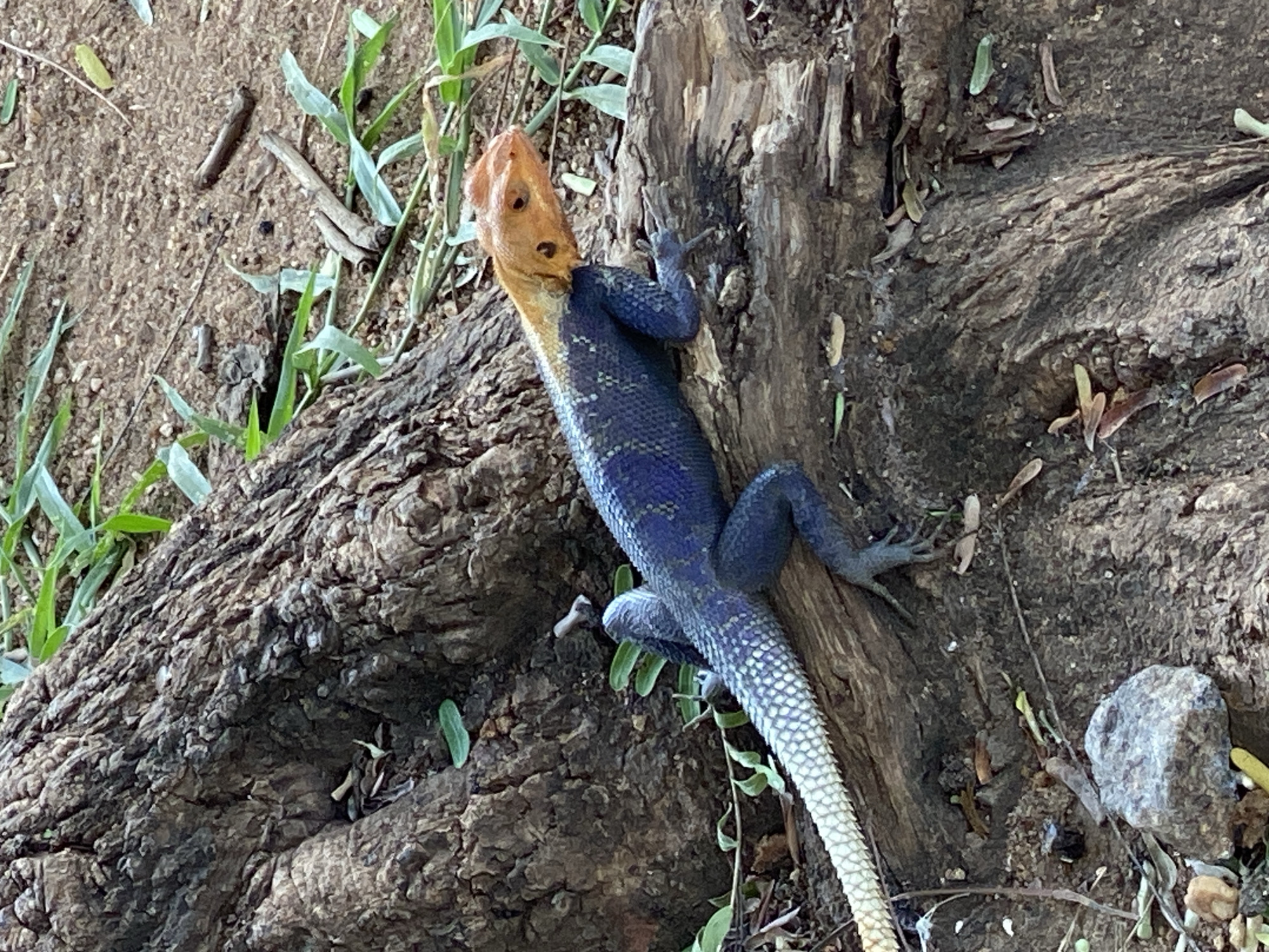 In Adankolo, Nigeria, a brightly colored lizard clings to the side of a weathered tree trunk and adjacent rocks. The lizard's head and neck are orange, while its body transitions into a vibrant blue. The tail is predominantly white with some blue near the body. The tree bark is rough and textured with some green vegetation emerging nearby. Leaves and small twigs are scattered around the base of the tree on the soil. A grey rock is present.