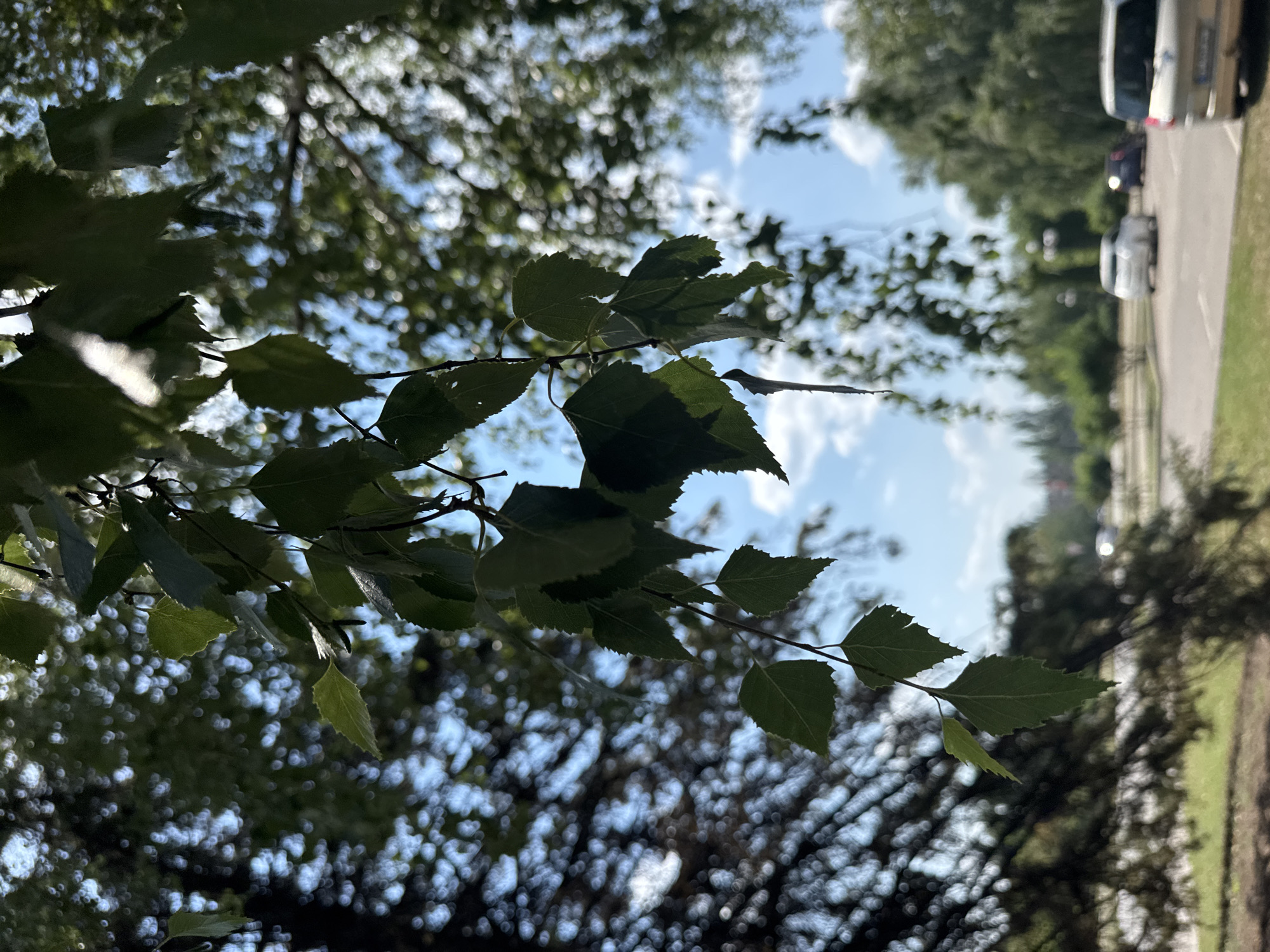 This media file depicts a close-up view of green leaves on a tree branch, with the sky and a blurred background of trees and a street visible. The leaves are in sharp focus, showcasing their serrated edges and veins, while the background is out of focus, creating a bokeh effect. The sky is a light blue with scattered white clouds. To the right of the frame, a blurred street with parked cars and trees lining the side is visible. The scene suggests an outdoor setting on a bright, possibly sunny day. The orientation of the image is vertical, and the leaves are positioned in the foreground. The setting appears to be in Kryvyi Rih, Ukraine, with the street and trees suggesting a residential or park area. There is no visible text in the image. The overall mood is tranquil and natural.