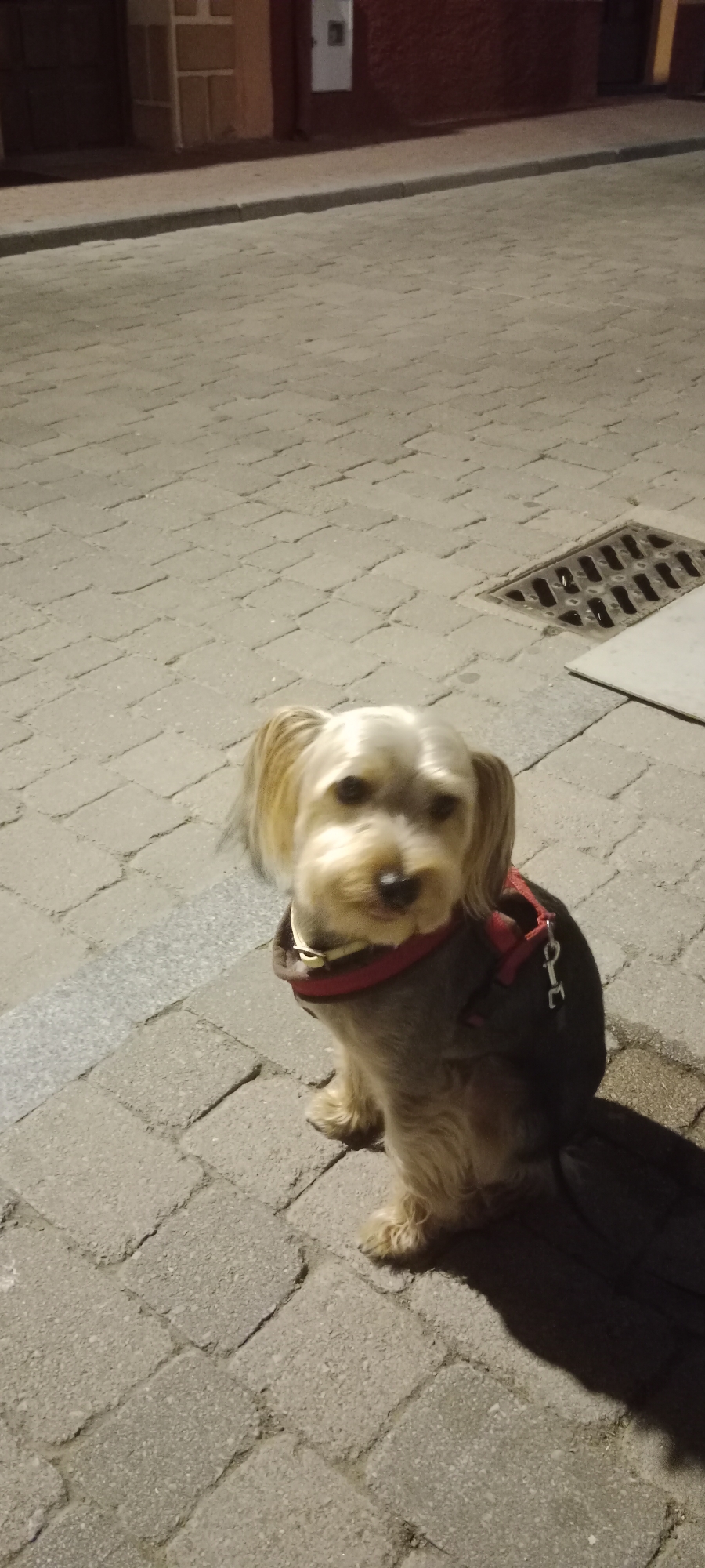A small, light-brown Yorkshire Terrier, wearing a dark harness with red accents and a yellow collar, is sitting on a brick-paved sidewalk at night. The dog's ears are perked up, and its head is tilted slightly to the left. Behind the dog, a dark shadow is cast on the ground, likely from the dog itself or an unseen object. To the right of the dog, a metal grate is visible embedded in the sidewalk. The background consists of a dimly lit brick wall and a sidewalk. The image appears to be taken in Riaza, Spain, as suggested by the context.