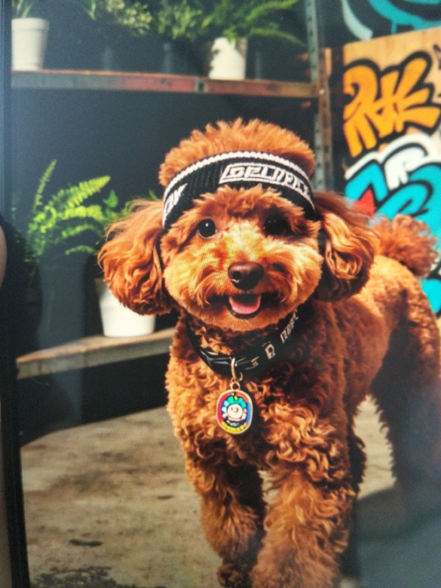 A medium shot photograph captures a reddish-brown poodle wearing a black and white striped headband and a black collar with a colorful charm. The dog is facing the camera with its mouth slightly open and tongue visible, appearing happy. The background is a mix of elements: to the left, shelves with potted plants and white pots are visible, while to the right, a colorful graffiti-covered wall adds a vibrant urban touch. The lighting suggests an outdoor or well-lit indoor environment. The image does not provide specific details about the location within Payagaboh, Indonesia.