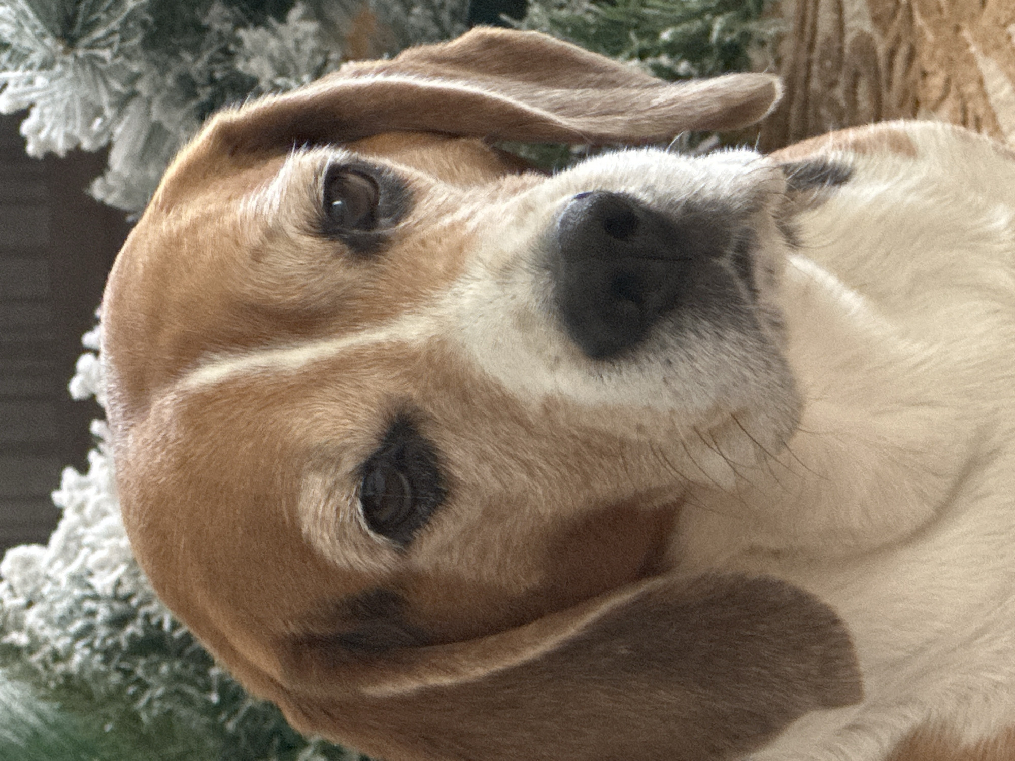 A close-up portrait captures a tricolor Beagle dog looking directly at the camera. The dog's head is tilted significantly to its right, showcasing its brown and white fur with darker brown patches around its eyes and nose. Its eyes are dark and reflective, and its floppy ears frame its face. The background, out of focus, reveals a frosted evergreen plant, resembling a Christmas tree, suggesting a winter or holiday season setting. The soft lighting emphasizes the texture of the dog's fur. The dog's expression appears calm and attentive. No text is visible in the image. The scene is likely indoors in Chaikovsky, Russia, during the colder months.