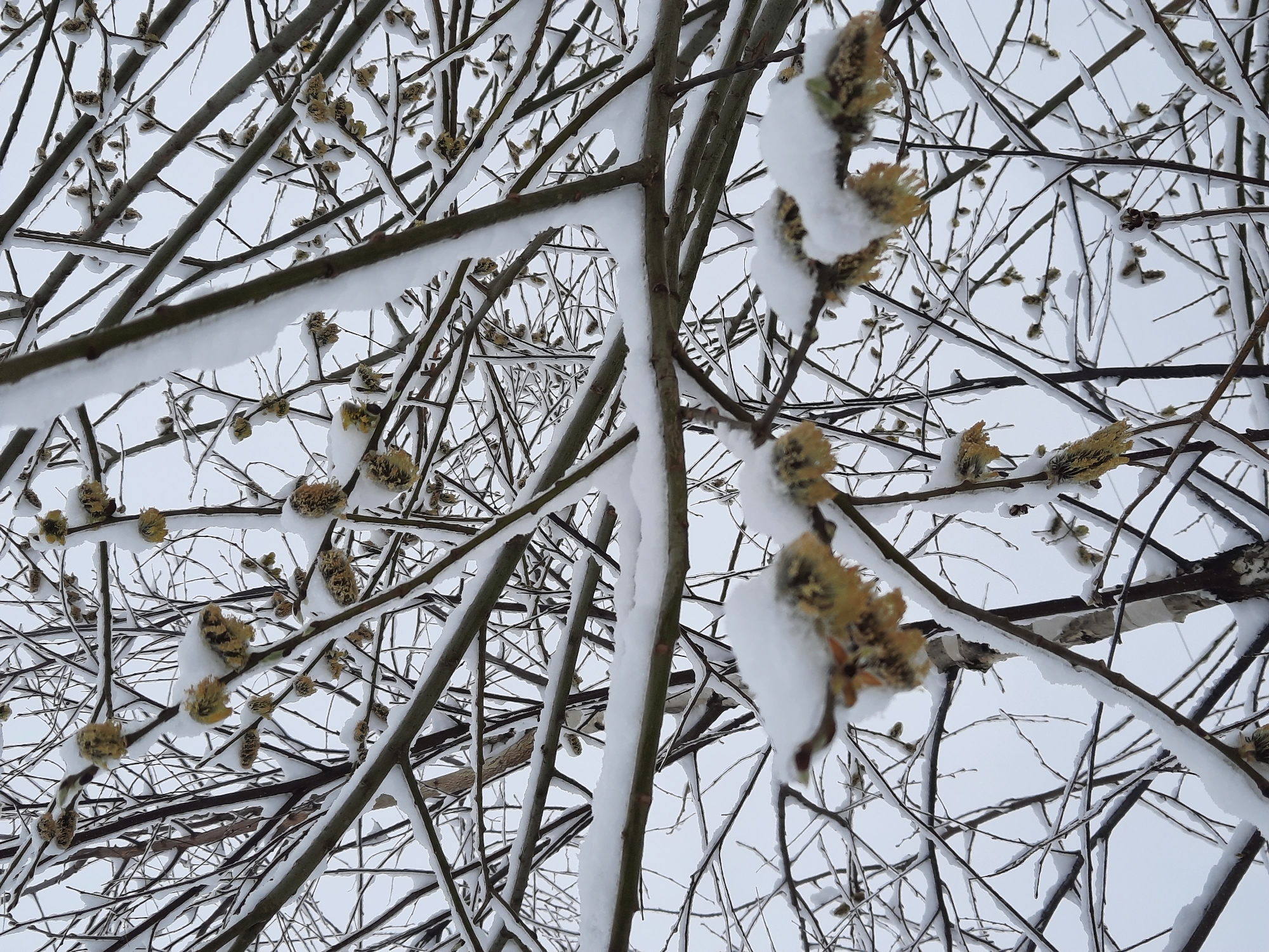 The image shows a close-up view of tree branches covered in snow in Krasnogorskoye, Russia. The branches are thin and dark, with small, yellowish-brown buds or catkins. A layer of fresh snow is present on top of the branches. The sky is overcast and gray, creating a high-key image. No people are visible.