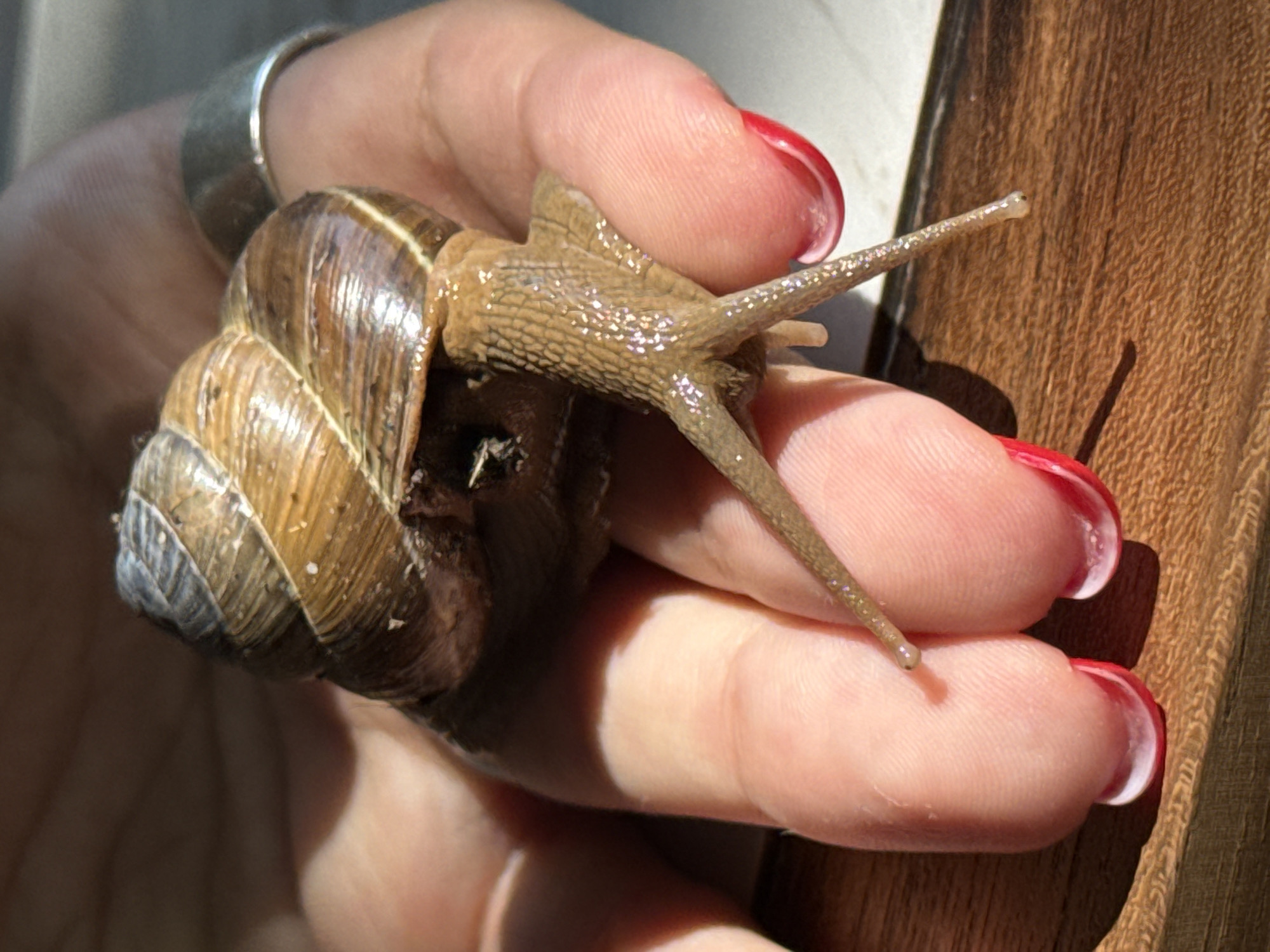A person's hand, with red nail polish on the fingernails, gently holds a snail. The snail's brown, spiraled shell is prominent, and its body, with two long tentacles, is extended, touching the person's fingers. The background is softly blurred, showing a wooden surface and hints of a tiled area. The lighting suggests it is outdoors, with dappled sunlight creating highlights and shadows on the snail and hand. There is no indication of a location in Ubud District, Indonesia.