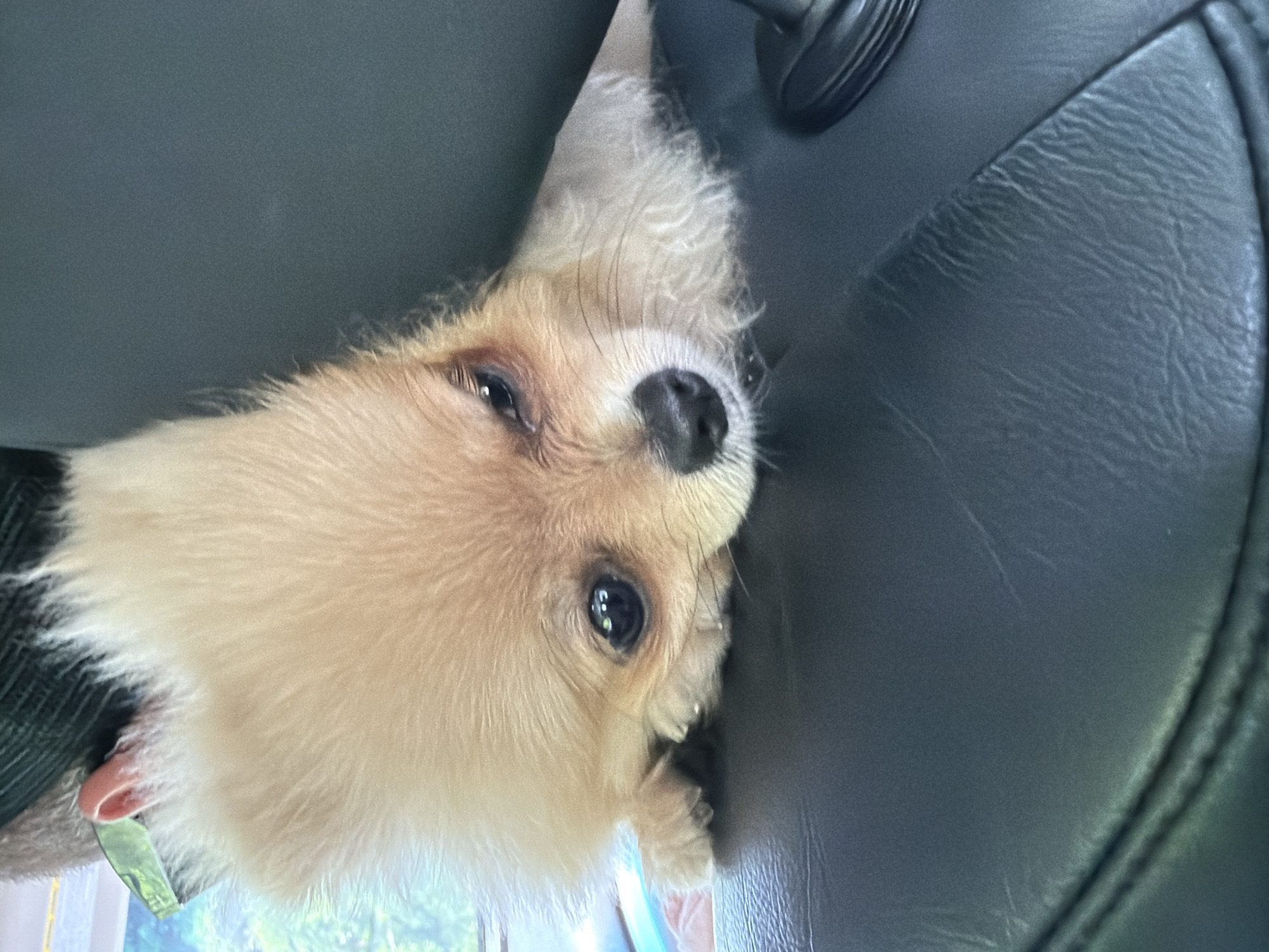 In Pchelinovo, Bulgaria, a Pomeranian puppy with light brown fur rests its head on a black leather surface, possibly a car seat, with its eyes looking directly at the camera. The puppy has a fluffy mane and visible whiskers. In the background, a blurry outdoor scene suggests a window or open space with greenery.