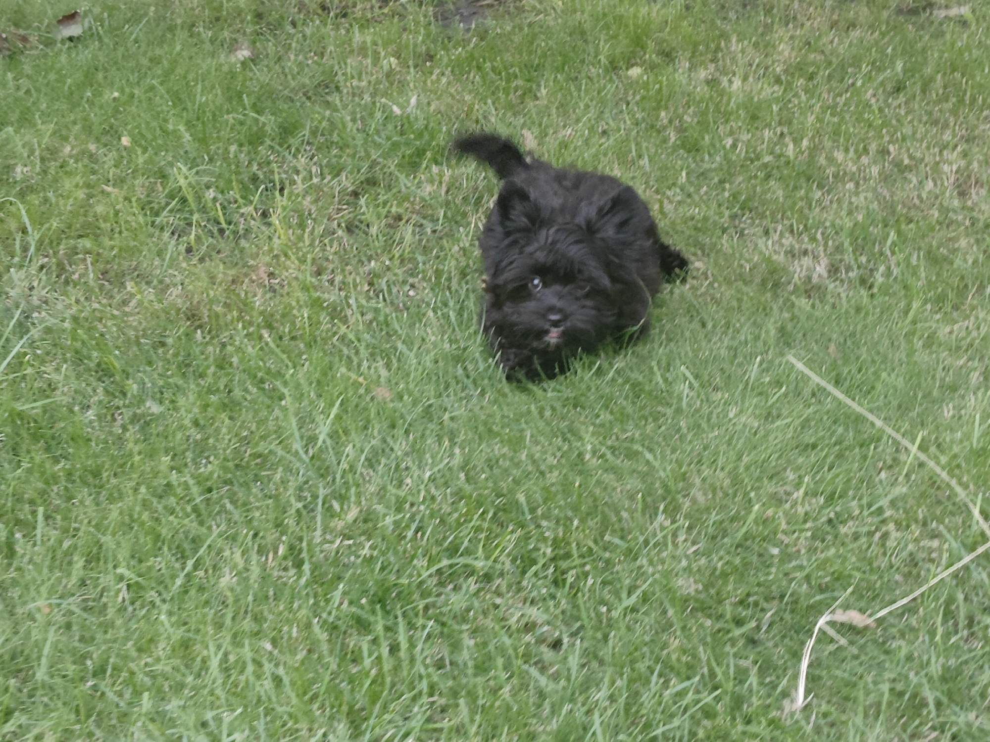 A small, fluffy black dog is the sole subject in this outdoor scene. The dog is positioned in the center-right of the frame, facing towards the camera and slightly downwards. Its fur appears dense and shaggy, with a tail curved upwards. The dog's expression is curious, with one eye slightly more visible than the other. A small pink tongue is peeking out from its mouth.
The setting is a grassy area, densely covered with green grass. There are some dry, brown patches and stray leaves scattered across the lawn, suggesting it might be autumn or a less manicured area. The lighting indicates it is daytime, likely overcast given the lack of strong shadows. The overall mood is casual and natural. No text is visible in the image. The provided location context of Podstepki, Russia, places the scene in a rural or suburban outdoor environment. The dog appears to be exploring or playing in the grass.