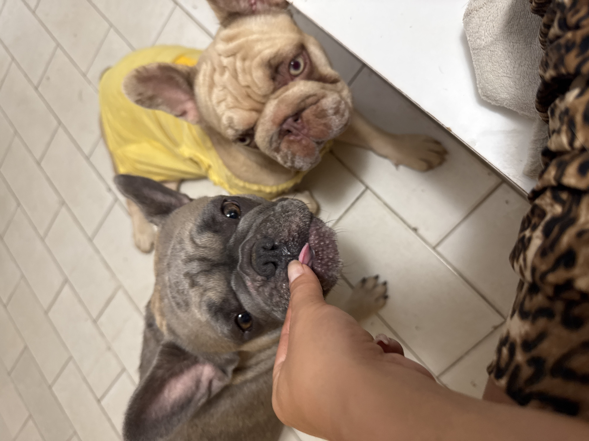Two French bulldogs are on a tiled floor. A human hand is visible in the foreground, with fingers touching the snout of the bulldog on the left, which is sticking out its pink tongue. This bulldog has gray-brown fur. The bulldog on the right is wearing a bright yellow garment and has lighter tan fur. The floor appears to be made of light-colored rectangular tiles. The background is out of focus but suggests an indoor environment, possibly a home. The image was taken from a high angle, looking down at the dogs. The scene does not provide any information about the location in San Benedetto del Tronto, Italy.