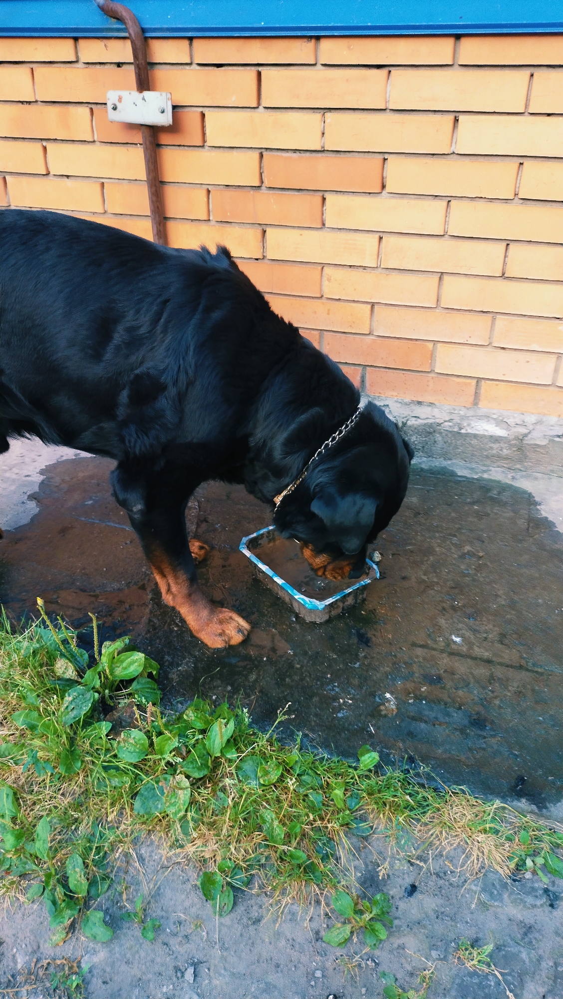 A Rottweiler dog with a metallic chain collar is drinking from a shallow, rectangular blue plastic dish filled with murky water. The dog is black with tan markings on its legs and snout. It is standing on a wet, grey concrete surface adjacent to a strip of green grass. In the background, a light orange brick wall is visible, topped with a blue trim. A brown pipe, secured by a white bracket, runs vertically down the brick wall. The scene appears to be outdoors, possibly in a backyard or courtyard within the city of Horishni Plavni, Ukraine.