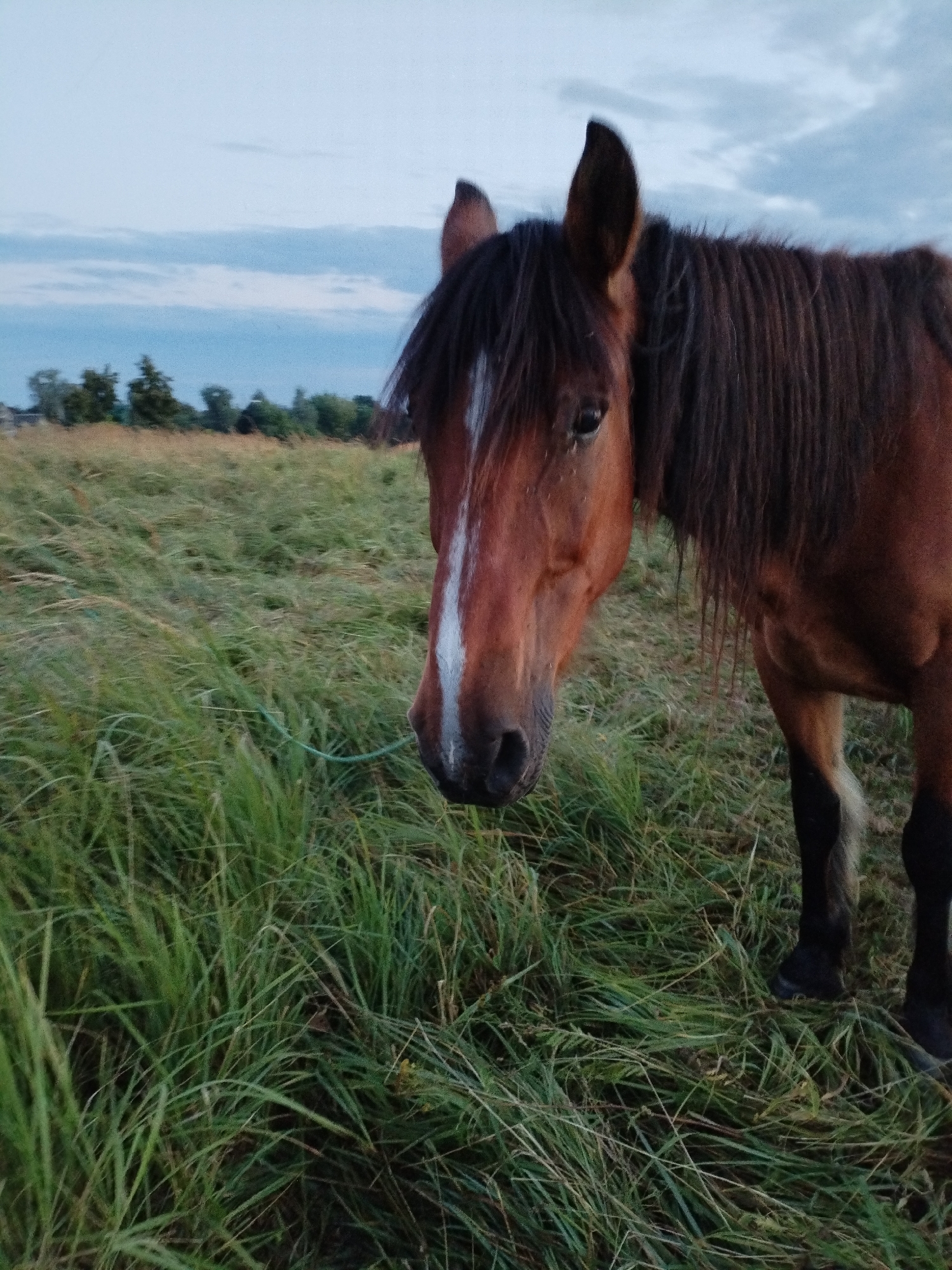 A brown horse stands in a grassy field in Bialynichy, Belarus. The horse is facing the camera, with its head turned slightly to the left. It has a white blaze on its forehead and a dark mane. The field is covered in tall, green grass, and there are trees in the background. The sky is cloudy and overcast.