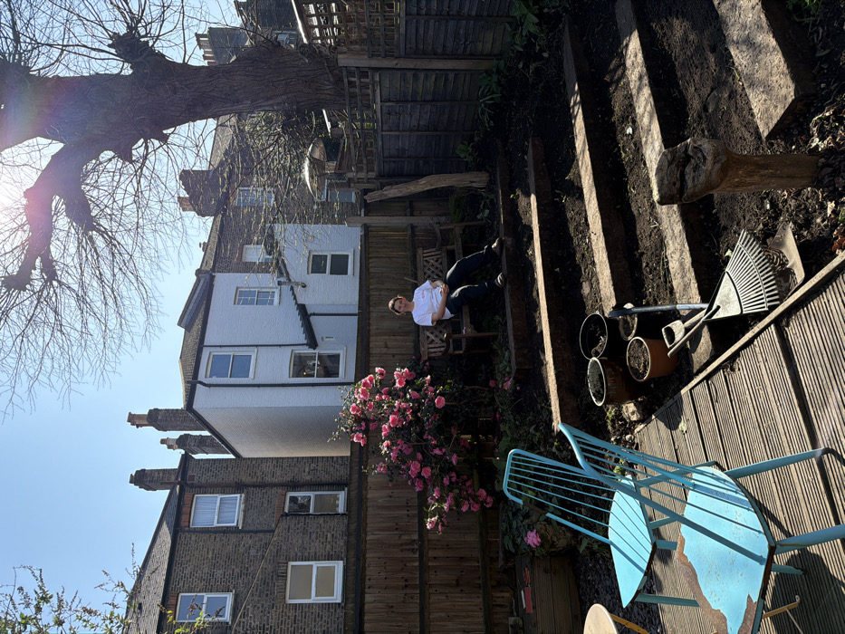 The image depicts a residential garden in London, United Kingdom, on a clear, sunny day. The scene is observed from a slightly elevated position looking down into a tiered garden space.
In the foreground, a section of wooden decking is visible, upon which two weathered blue metal chairs and a small round table are positioned. Adjacent to the decking, on a bare earth section of the garden, various gardening tools are laid out, including a metal rake and a spade, alongside several empty or partially filled plant pots.
The garden is structured with several steps or terraces made from what appear to be railway sleepers, filled with dark earth. Further back, a wooden fence separates the garden from neighboring properties. Against this fence, a large, vibrant pink flowering shrub, consistent with a camellia, is in full bloom.
Seated on a dark wooden bench behind the flowering shrub is a female individual. She is wearing a white t-shirt and dark trousers, with her hands clasped in her lap, looking directly forward. Another similar wooden bench is visible next to her.
In the background, beyond the garden fence, a row of residential buildings characteristic of London architecture is visible under a clear blue sky. These include brick houses with multiple windows and prominent chimney pots, along with a distinct white-painted house. A large, deciduous tree with bare branches dominates the upper right portion of the frame, partially obscuring a lattice-topped wooden fence. Sunlight creates strong shadows and a visible lens flare in the upper right quadrant.