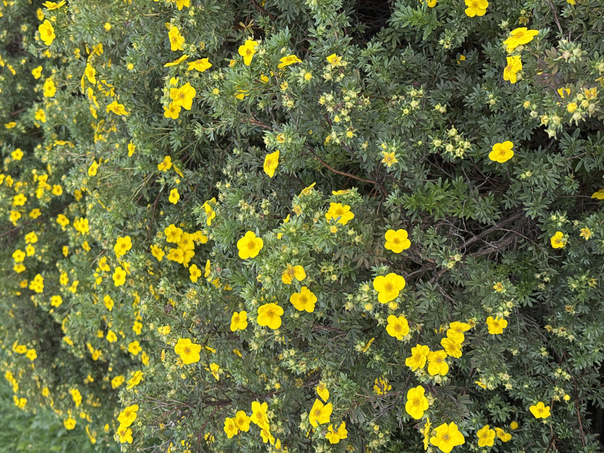 The image shows a dense shrub covered in numerous small yellow flowers and green foliage. The flowers have five petals and are scattered throughout the bush, with some clusters and individual blossoms visible. The foliage is a muted green, and the branches are thin and woody. The lighting suggests an outdoor setting, possibly a garden or park. There are no people or man-made structures visible in the image. The location is identified as Sovkhoza imeni Lenina, Russia.