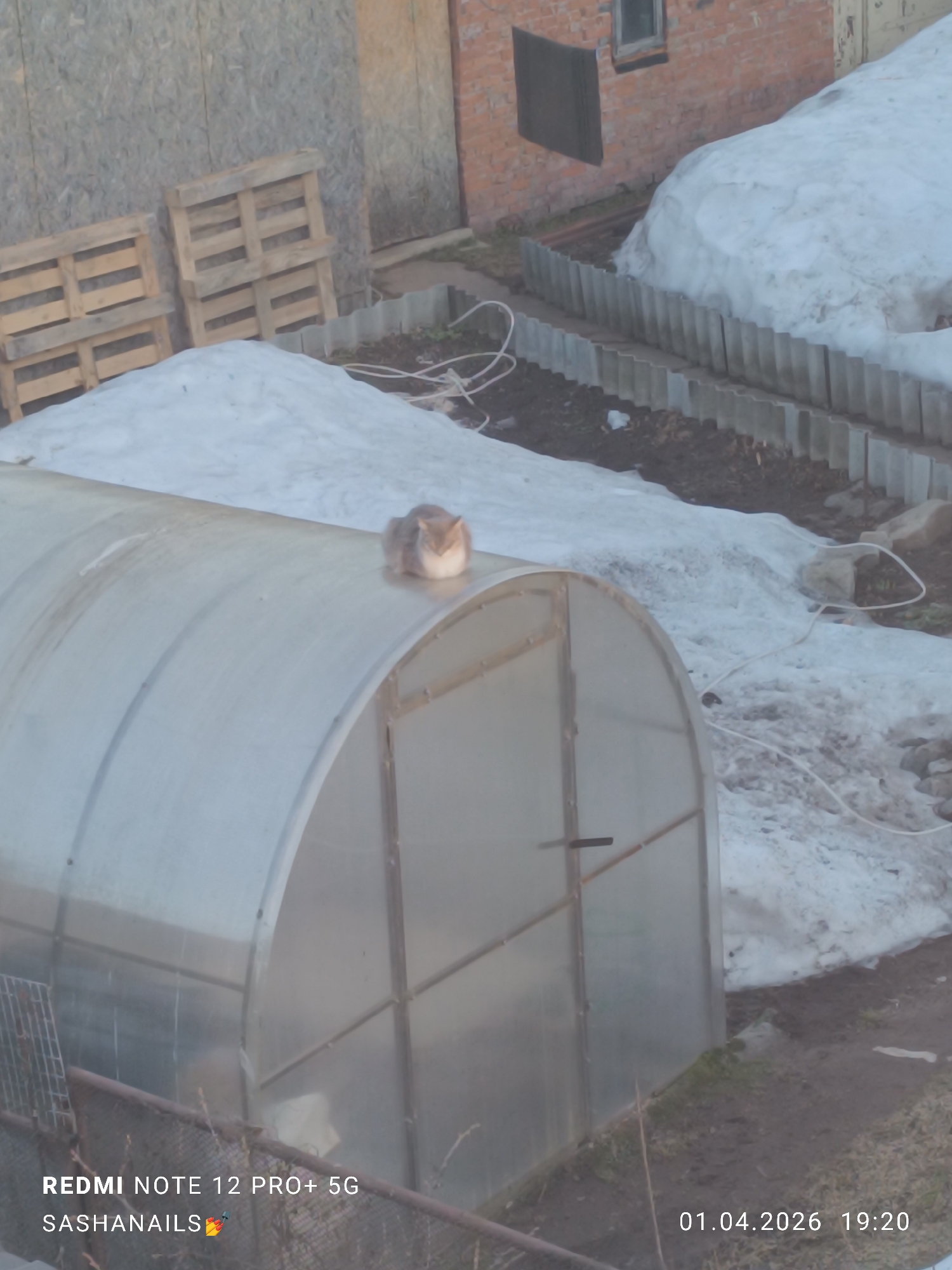 The image, taken in Chaikovsky, Russia, depicts an outdoor scene in what appears to be a backyard or garden area during the early spring thaw. The dominant feature is a Quonset-style greenhouse, constructed from a metal frame covered with translucent plastic sheeting. On the roof of the greenhouse, there is a domestic short hair cat. The ground is a mixture of bare earth, melting snow, and patches of grass. Adjacent to the greenhouse and partially covered by snow, there is a low garden bed bordered by gray corrugated sheets. In the background, one observes wooden pallets. A two story brick building with a dark rectangular patch and a window is partially visible in the background. The digital timestamp indicates the photo was taken on April 1, 2026 at 19:20.