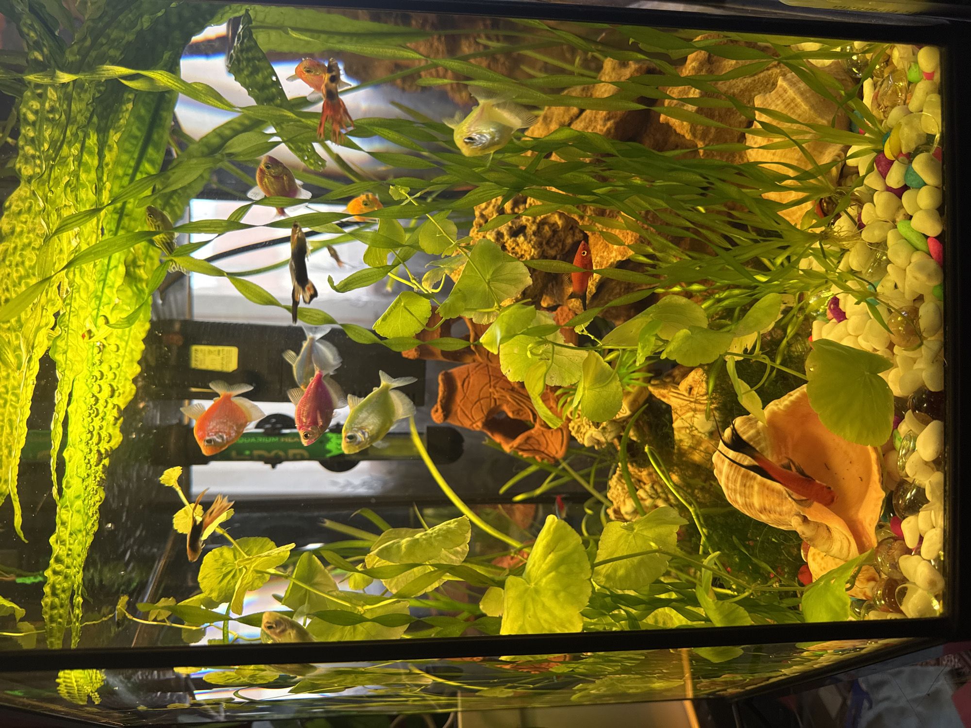 A well-lit aquarium, approximately 2 feet tall and 1 foot wide, is depicted. The tank is filled with clear water and contains various species of small fish, including neon tetras, guppies, and what appear to be danios. The fish are swimming amongst a variety of aquatic plants, some with broad leaves and others with long, grass-like foliage. The substrate consists of small, colorful pebbles and larger, brown rocks. A large, decorative seashell is positioned towards the bottom left, with a small orange and black fish partially visible within it. The background is obscured by plants and lighting, but appears to be a dark or black aquarium backing. There are no people or animals other than the fish visible in the image. The scene is a close-up shot of the aquarium's interior, with no exterior context provided. The image does not contain any information that would allow for its location to be determined in Mykolaiv, Ukraine, or anywhere else.