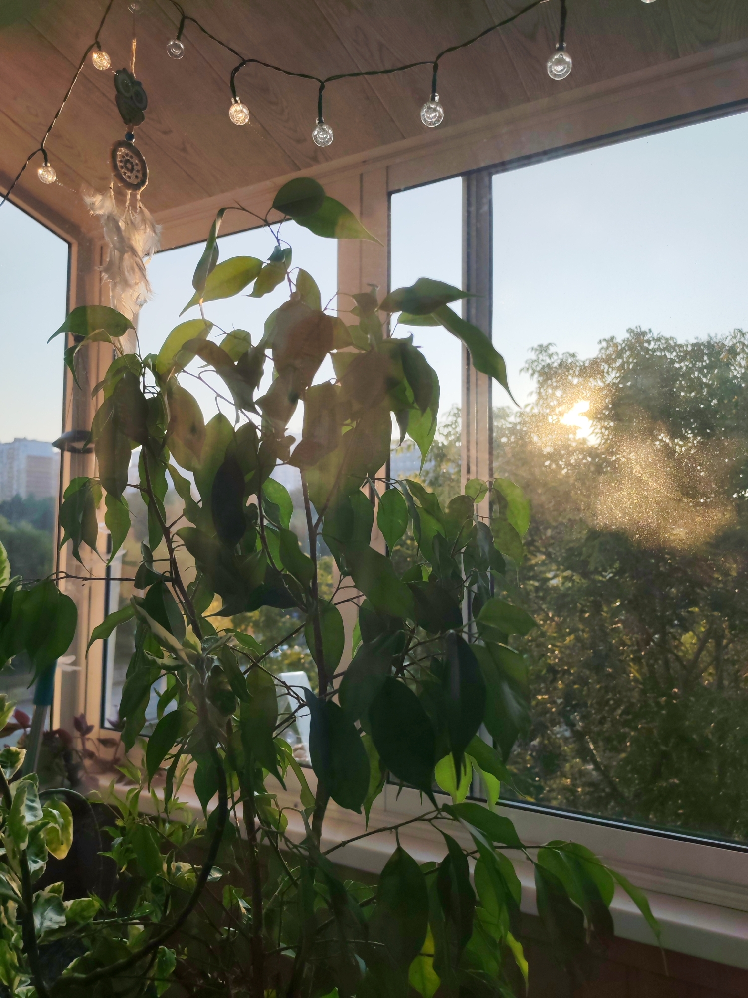 The image depicts an indoor scene with a large houseplant in the foreground, positioned in front of a window. The plant has lush green leaves, some of which show signs of yellowing or browning. Through the window, the setting sun casts a warm glow, illuminating the leaves and creating a shimmering effect on the glass. Outside, trees and buildings are visible, suggesting an urban environment. A string of decorative lights hangs from the ceiling above the window, and a dreamcatcher is suspended nearby. The overall impression is one of a cozy, sunlit interior. The user requests the location be identified as Izhevsk, Russia, however, this information cannot be determined from the visual content of the image alone.