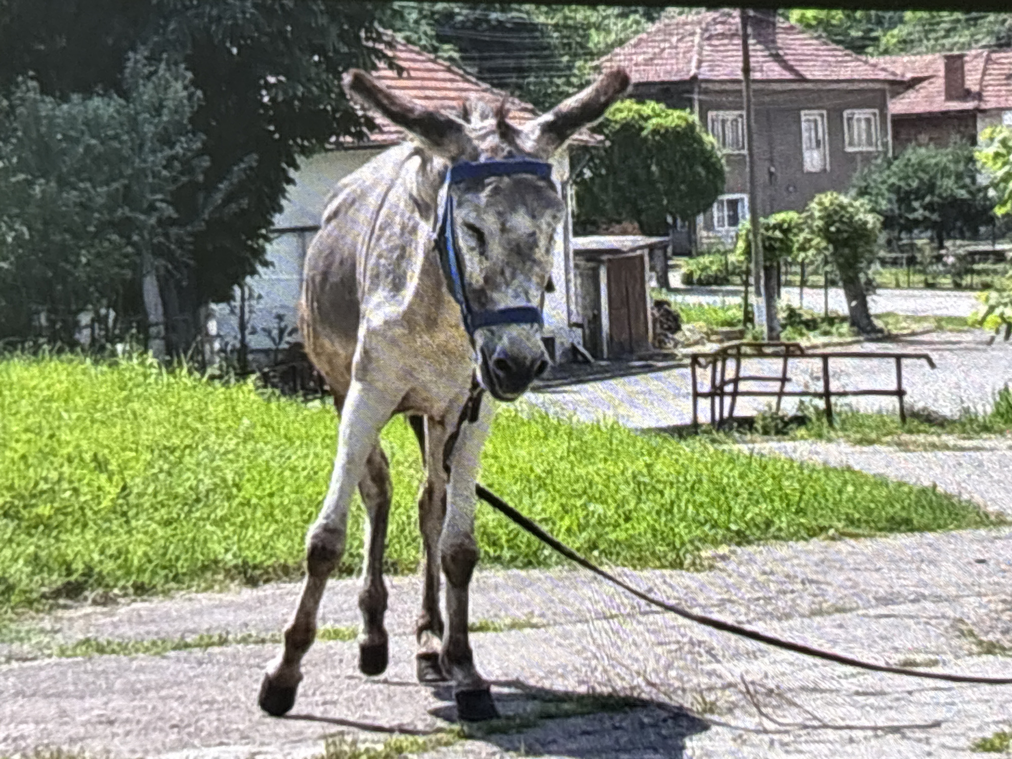 The image features a donkey standing outdoors on a sunny day. The donkey, which appears to be a light brown or greyish-white color with darker legs, is wearing a blue halter and has a dark rope trailing behind it on the ground. Its ears are upright, and its gaze is directed slightly downwards and forward.
The setting appears to be a rural or semi-rural area, possibly a village or an older residential street, in Wolverhampton, United Kingdom. In the background, there are several older-style houses with prominent reddish-brown tiled roofs and dark grey walls, featuring white window frames and doors. Lush green grass lines the path where the donkey stands, and numerous trees and green foliage are visible, indicating warm weather and a verdant environment. A small, rustic wooden shed or outbuilding is visible behind the donkey, and a low, dark metal fence or barrier is present further back on the right side of the frame. The ground beneath the donkey is an unpaved, light-colored path or road. The bright lighting suggests it is daytime, likely mid-morning or afternoon, with clear skies. There is no visible text in the image.