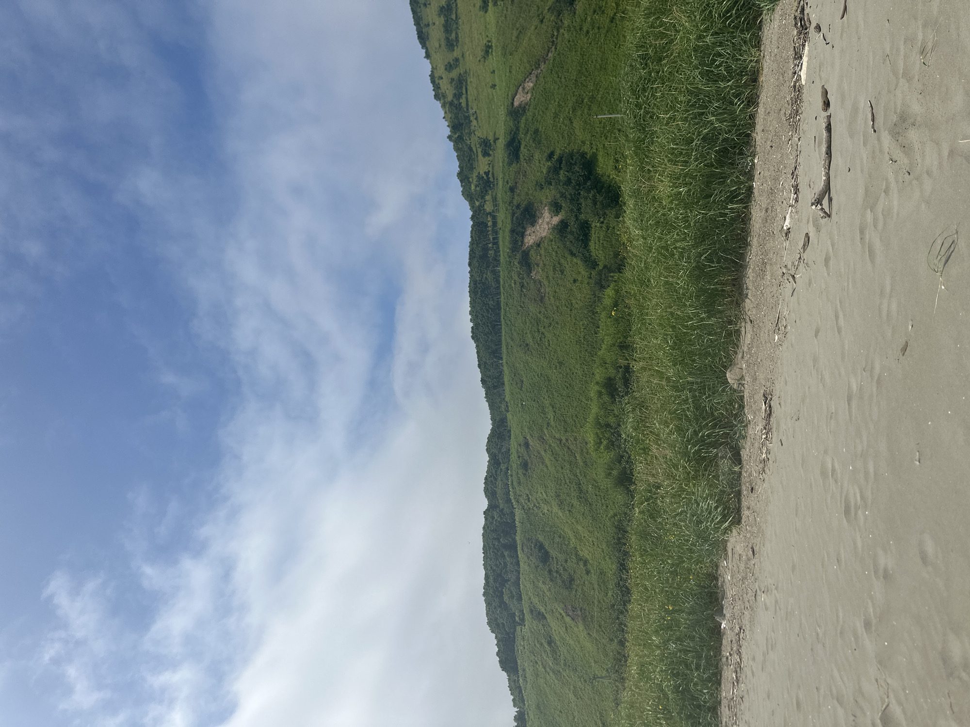 This image depicts a natural scene on the coast of Zaozernoe, Russia. In the foreground, there is a sandy beach with scattered debris, including small pieces of wood. Behind the beach, tall green grass grows in a dense band. Further back, a lush green hillside rises, covered in vegetation and dotted with trees. The top of the hill is lined with a dense forest. The sky above is blue with scattered white clouds. There are no people or man-made structures visible in the image, other than a single thin pole in the distance. The overall impression is one of a remote and undeveloped coastal landscape.