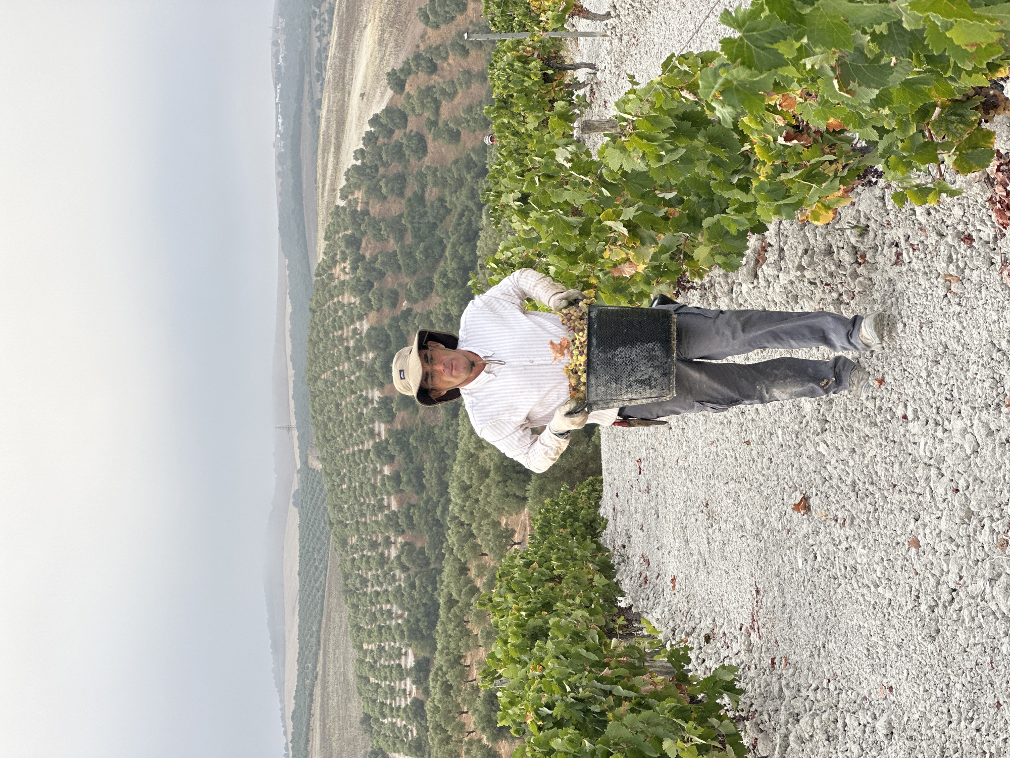 A man wearing a wide-brimmed hat, a striped long-sleeved shirt, and grey pants carries a black bucket filled with grapes through a vineyard in San José del Valle, Spain. He wears gloves and appears to be in the process of harvesting grapes. The vineyard is characterized by rows of grapevines and a path covered in light-colored gravel. In the background, a vast landscape unfolds, featuring rolling hills covered in olive trees. The sky is overcast, contributing to a diffused light.