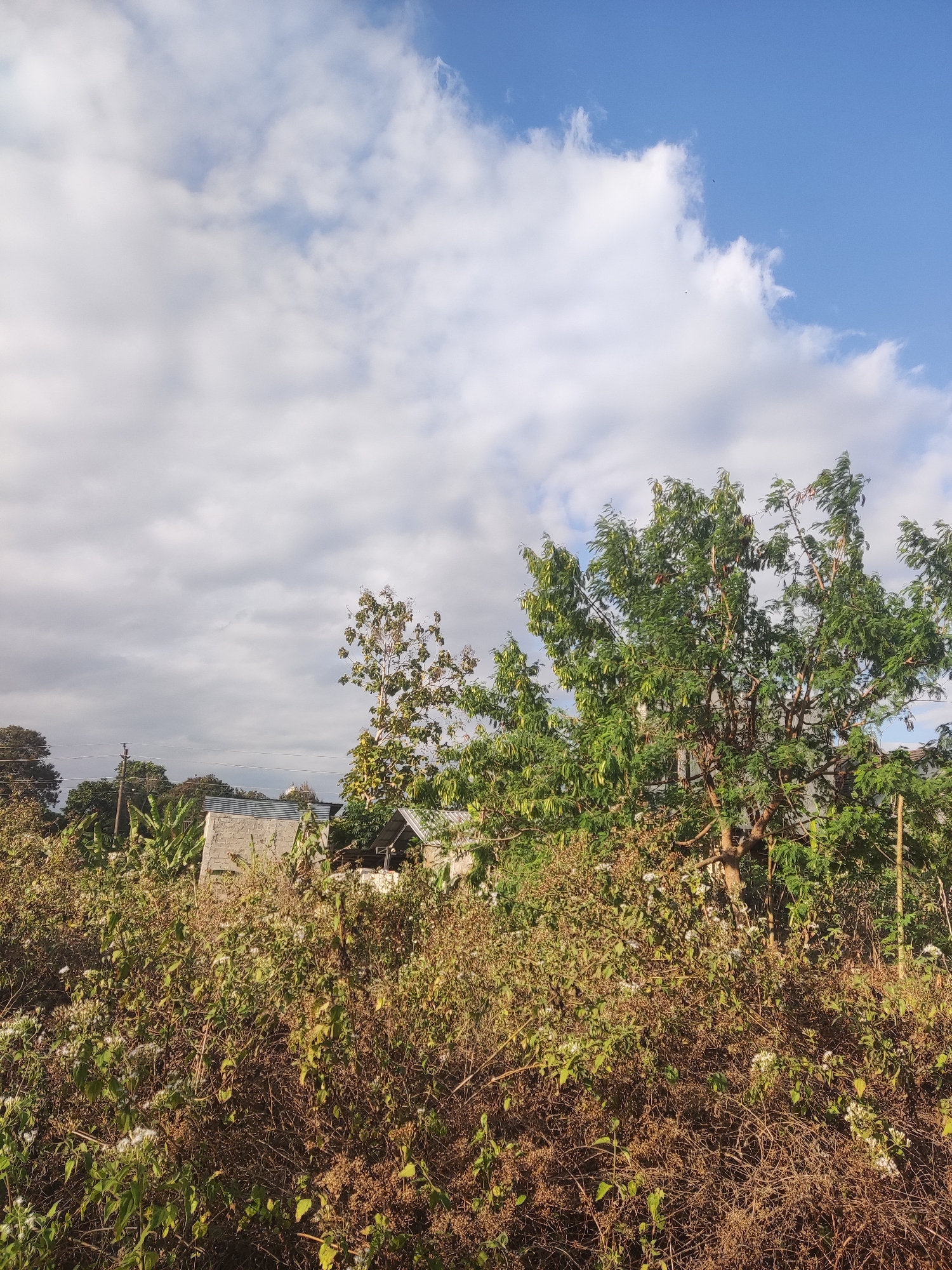 The image depicts an outdoor scene in Tlogoadi, Indonesia, featuring a dense area of overgrown vegetation in the foreground. The vegetation consists of dry grasses, shrubs, and some flowering plants with white blossoms. Behind the foliage, a portion of a building with a corrugated metal roof is visible, along with parts of another structure made of concrete blocks. In the mid-ground, several trees are present, including a large deciduous tree with green foliage and a tall, slender tree with sparse leaves. The sky above is a mix of blue sky and white, fluffy clouds. The overall impression is of a rural or semi-rural setting with a natural landscape interspersed with some man-made structures.