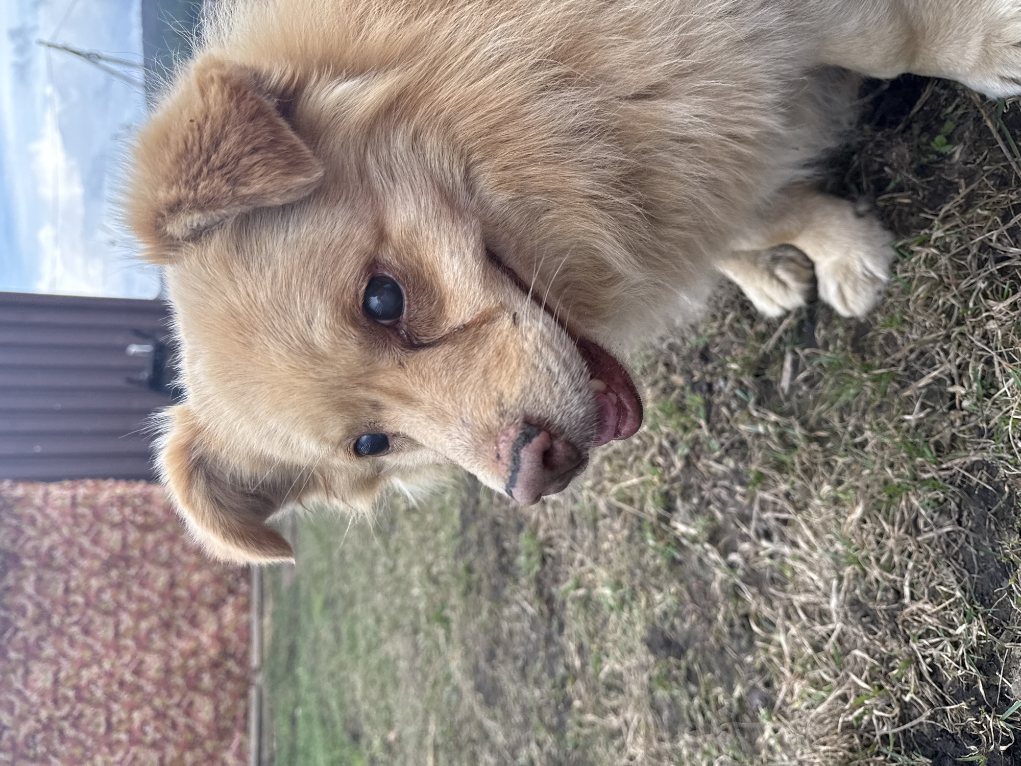 A medium-sized, light-brown dog lies on patchy grass. The dog is oriented head-on, slightly tilted to its left. The ground appears to be dry grass with some areas of bare soil. A portion of a building with multi-colored exterior walls is visible to the left. The location is potentially Tyulyuk, Russia.