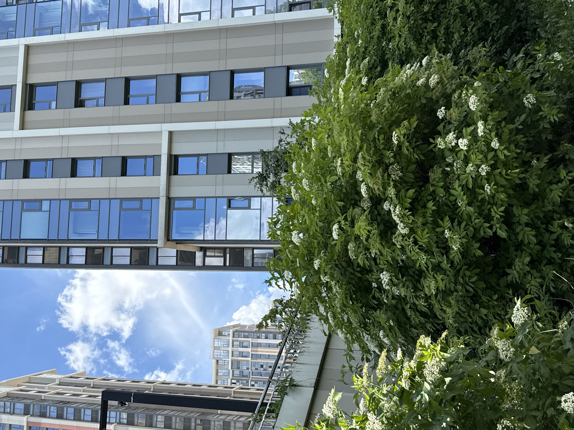 A cluster of lush green trees with white flowers in the foreground, obscuring a concrete retaining wall and a metal railing. Behind the foliage, modern apartment buildings with glass windows and beige and grey facades rise against a blue sky with scattered white clouds. One building on the left is partially visible, and another taller building with a more intricate facade stands in the background, also in Moscow, Russia. The scene depicts a contemporary urban environment integrated with nature.