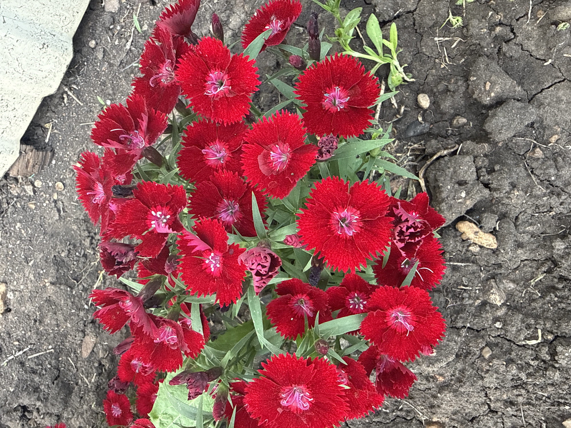 A close-up, top-down view captures a cluster of bright red dianthus flowers blooming amidst dark, dry soil. The flowers, with their serrated petals and pinkish-white centers, are the primary subjects. Green foliage is interspersed between the blossoms. The soil appears cracked and somewhat barren, with a few small stones and dried organic matter visible. In the upper right background, a portion of a light-colored, possibly concrete or stone structure is present, leaning slightly into the frame. The overall scene depicts a naturalistic setting, likely a garden or park, in Чуй-Атасево, Russia.