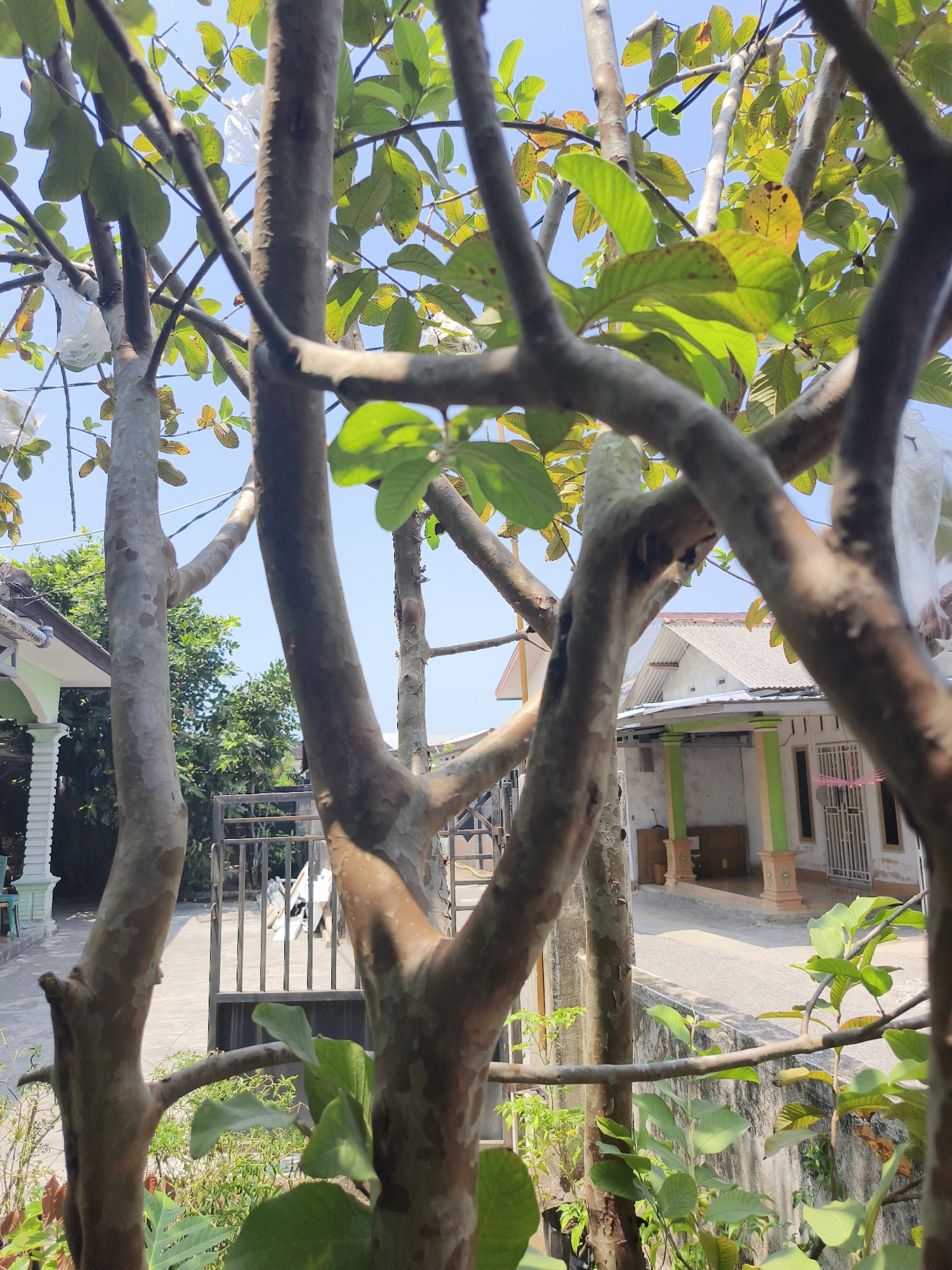 The image depicts a natural scene in a residential area, likely a backyard or front yard. In the foreground, several branches of a tree with a rough, light brown bark dominate the frame. Some of these branches have green leaves, while others are bare. Visible amongst the branches are a few plastic bags, possibly used for fruit protection. In the background, a paved pathway leads to two houses. The house on the left has a light green and white facade with decorative pillars. The house on the right features a gray tiled roof, white walls, and green and orange pillars. A black metal gate is situated between the pathway and the houses. The environment suggests a warm, sunny day with a clear blue sky. The overall impression is of a tranquil, domestic setting in Pangkalpinang, Indonesia, characterized by the presence of vegetation and typical Indonesian residential architecture. There are no people or animals clearly visible in the image.