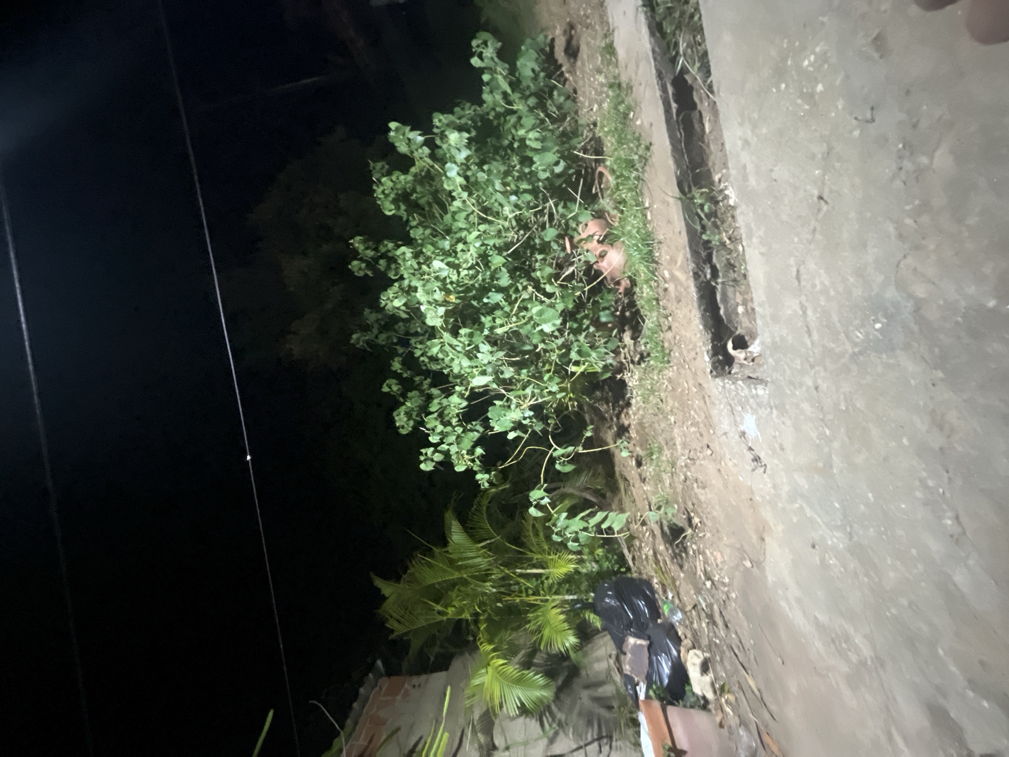 The image depicts an outdoor scene at night, likely in a residential or undeveloped area of Santa Ana, Venezuela. In the foreground, a concrete surface appears to be a sidewalk or pathway, with a drainage ditch running parallel to it. The ditch contains some debris and vegetation.
To the left of the path, there is a small pile of debris including black trash bags, a broken terracotta pot, and some other unidentifiable objects. Behind the debris, a section of a brick wall is visible, partially covered by palm fronds. Further back, a cluster of tall palm trees with vibrant green leaves dominates the mid-ground.
To the right of the palm trees is a large, bushy green plant with numerous leaves and branches. Near the base of this plant, several broken terracotta pots are scattered on the ground, some appearing to be upside down. The ground consists of dirt and patches of grass.
In the background, dense foliage and trees are visible, creating a dark backdrop against the night sky. Two thin wires are stretched horizontally across the upper portion of the image. The overall scene suggests a somewhat neglected or informal outdoor space.