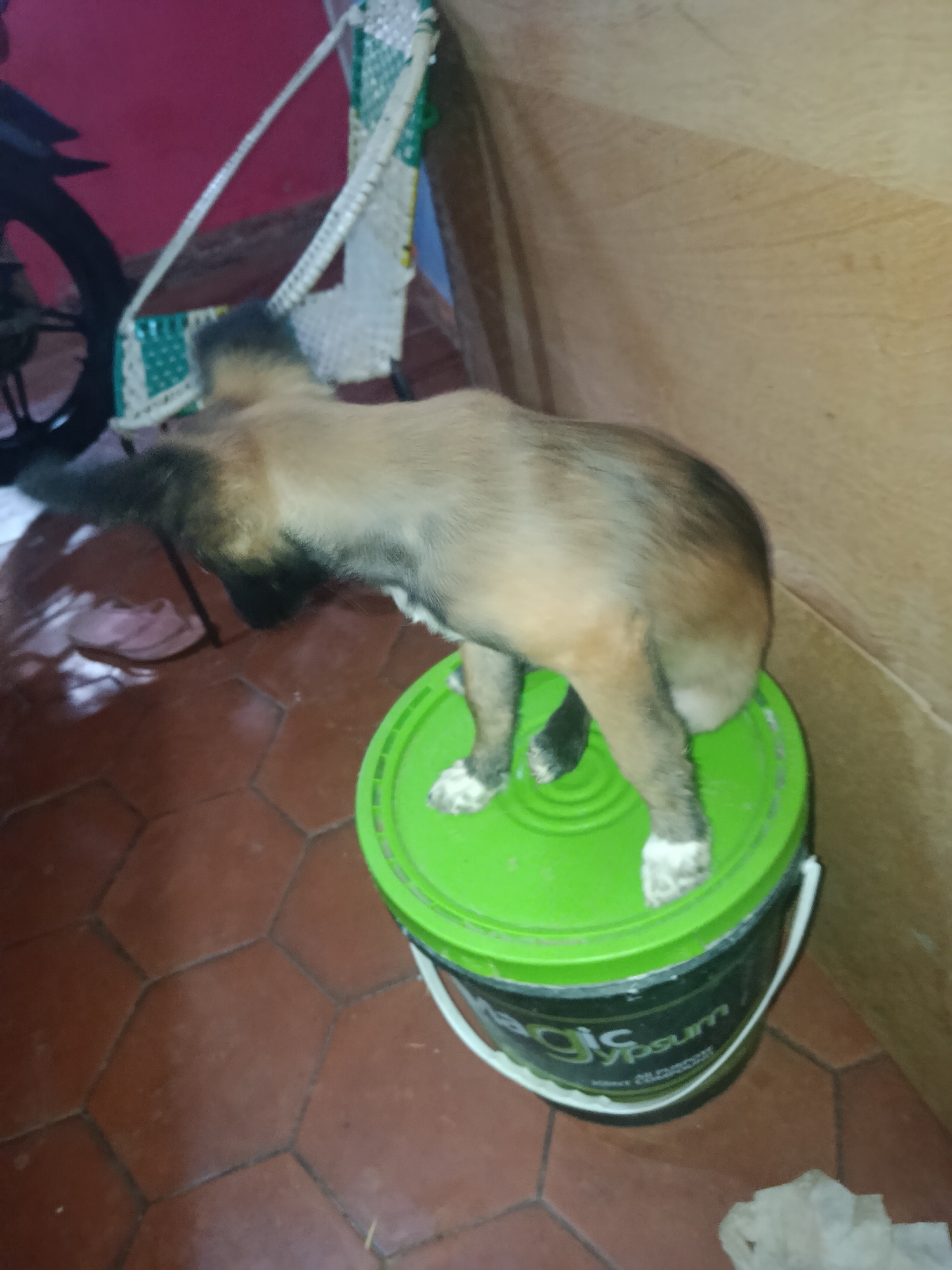 A tan and black puppy is standing on top of a green and black bucket labeled "Magic Gypsum." The scene appears to be indoors, with a reddish-brown hexagonal tiled floor, a motorcycle wheel visible in the background, and a wooden wall to the right. A partially visible woven chair is behind the puppy. The specific location is Juan Griego, Venezuela.