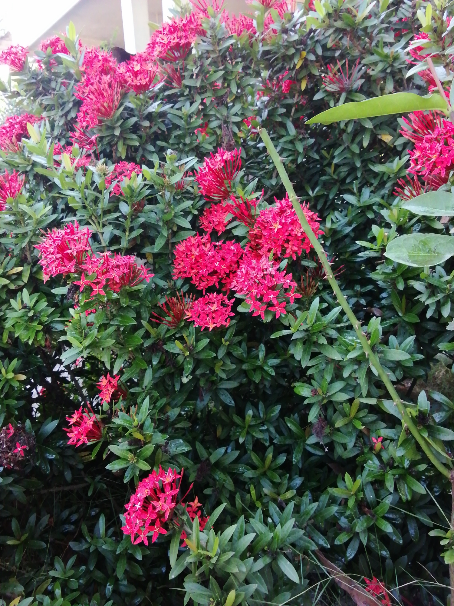 An outdoor, eye-level, medium shot captures a dense bush of red Ixora flowers and green leaves. The Ixora flowers are in various stages of bloom, with some clusters appearing as tight buds and others fully open, revealing their star-shaped petals. The green leaves are lush and glossy, with a few showing signs of water droplets. In the upper left portion of the image, a blurred white structure, possibly a building or wall, is visible. A thin, thorny stem extends diagonally from the upper right towards the center of the frame. The lighting suggests it is daytime, with soft, diffused light illuminating the scene.