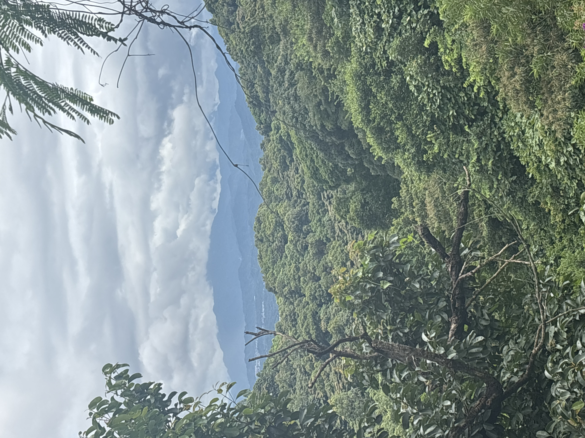 The image captures a lush, mountainous landscape under a cloudy sky. The foreground features dense green foliage, including the branches of trees with dark bark and broad leaves, as well as feathery fern-like branches extending from the upper right corner. Beyond the immediate greenery, rolling hills covered in thick vegetation stretch into the distance. In the far background, a series of blue-hued mountains rise, their peaks partially obscured by mist or clouds. The sky is overcast with soft, diffused light. The scene appears to be a natural, undeveloped area, possibly a park or a nature reserve, suggesting a location with significant green space within or near Guangzhou City, China.