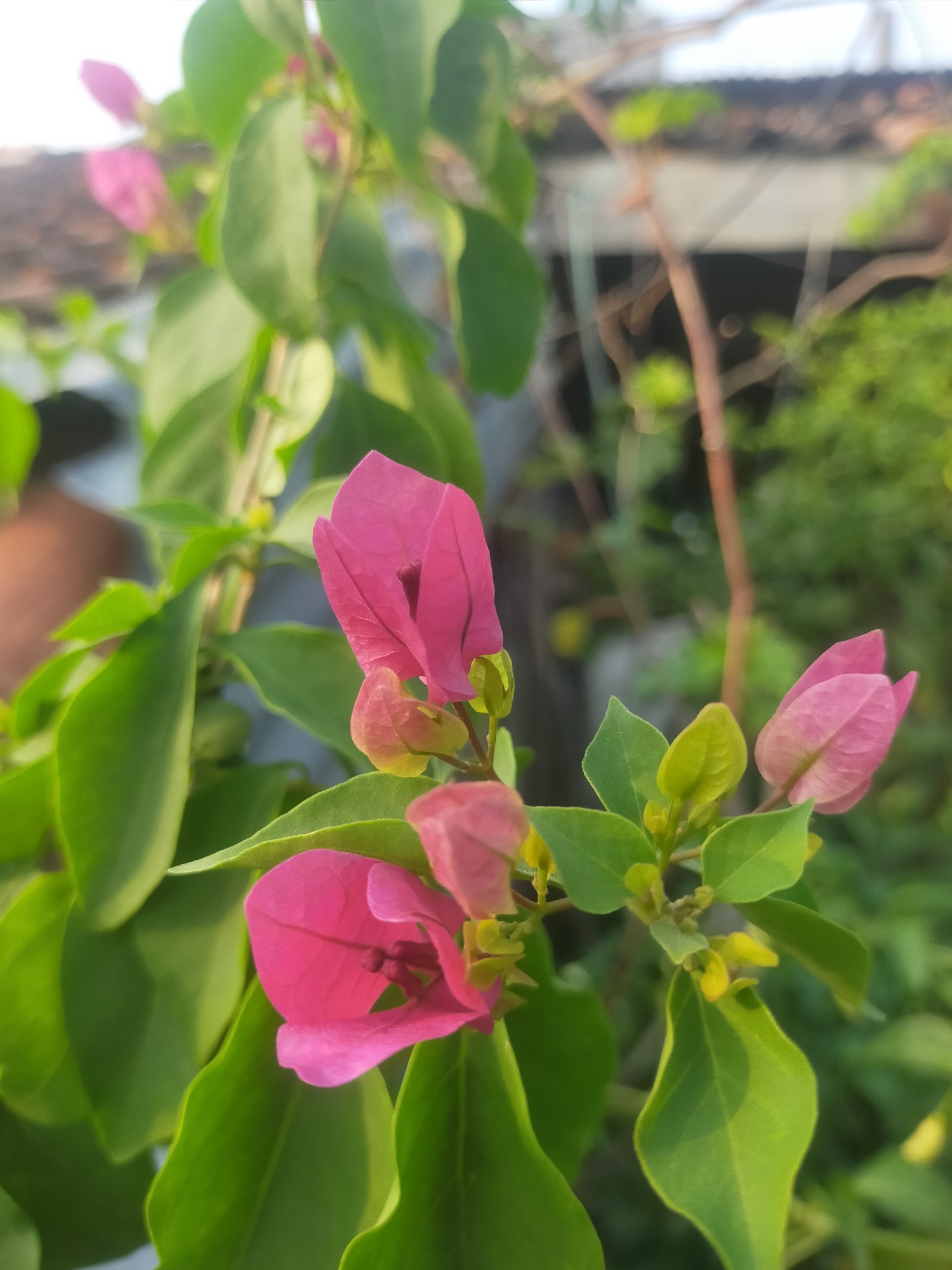 A close-up, eye-level shot captures a cluster of vibrant pink bougainvillea flowers and their green leaves. The flowers are in various stages of bloom, with some petals unfurling and others tightly budded. The leaves are a rich green, with a slight sheen, and some show a subtle ripple in their shape. In the blurred background, hints of a tiled roof and lush greenery suggest an outdoor setting, possibly a residential area. A person's shoulder and arm, wearing a brown or dark-colored garment, are visible on the far left, out of focus. The lighting suggests it might be late afternoon or early morning, with soft sunlight illuminating the flowers. This scene is located in Tegalandong, Indonesia, a location characterized by its residential areas and abundant vegetation.