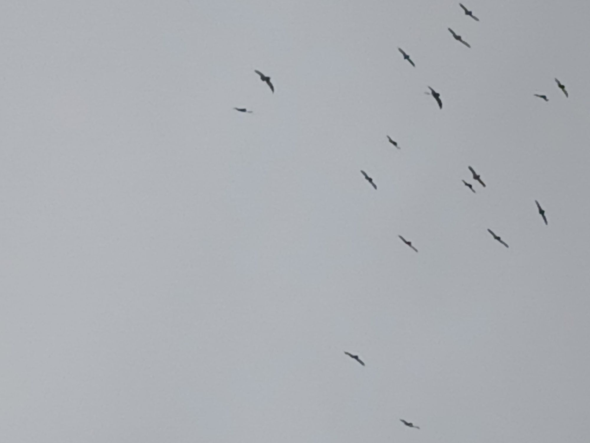 The image presents a flock of birds silhouetted against a pale, overcast sky. No specific details are discernible that would place the scene in Vratsa, Bulgaria. There are no people or objects other than the birds and the sky. The action is simply the birds flying.