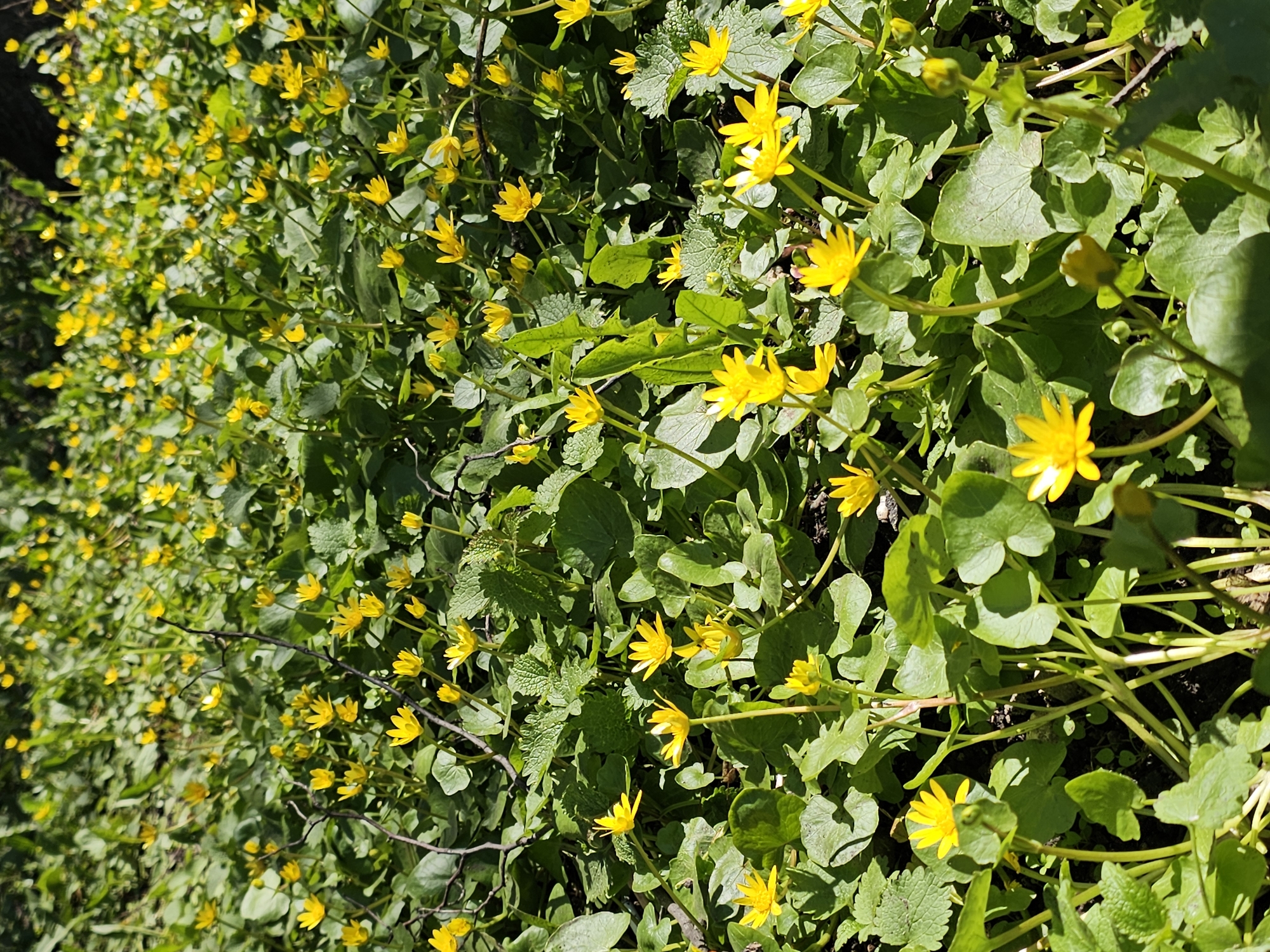 The image shows a dense patch of yellow flowers and green foliage, likely ground cover in a natural setting. The light indicates a sunny day. Based on the prompt, the location is Khimki, Russia, though the image itself provides no visual confirmation of this. No people or animals are visible. The plants are the primary subjects and fill the entire frame. No specific objects are discernible apart from the vegetation. The interaction is limited to the plants growing and the sunlight shining upon them. The environment is a natural setting.