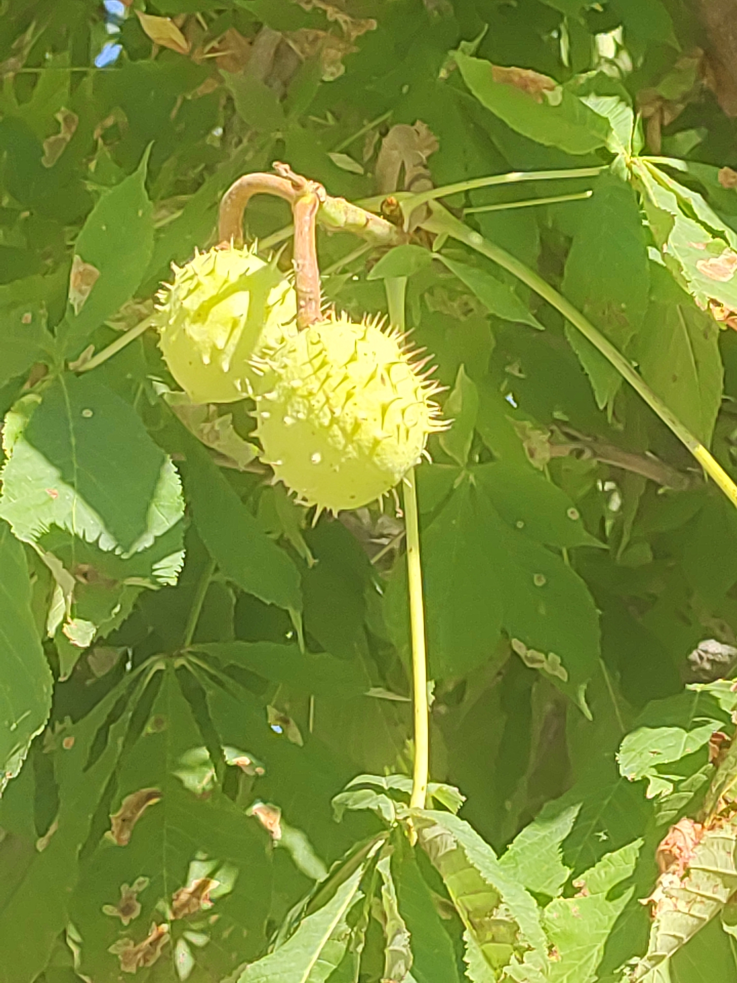 The image shows a close-up of horse chestnut conkers growing on a tree. The conkers are round and green, covered in sharp spines. They are hanging from a branch, surrounded by lush green leaves. The sunlight filters through the leaves, creating dappled shadows. The background is blurred, with hints of blue sky and brown foliage. The image is taken outdoors, likely in a park or garden. The location is identified as San Ildefonso, Spain.
