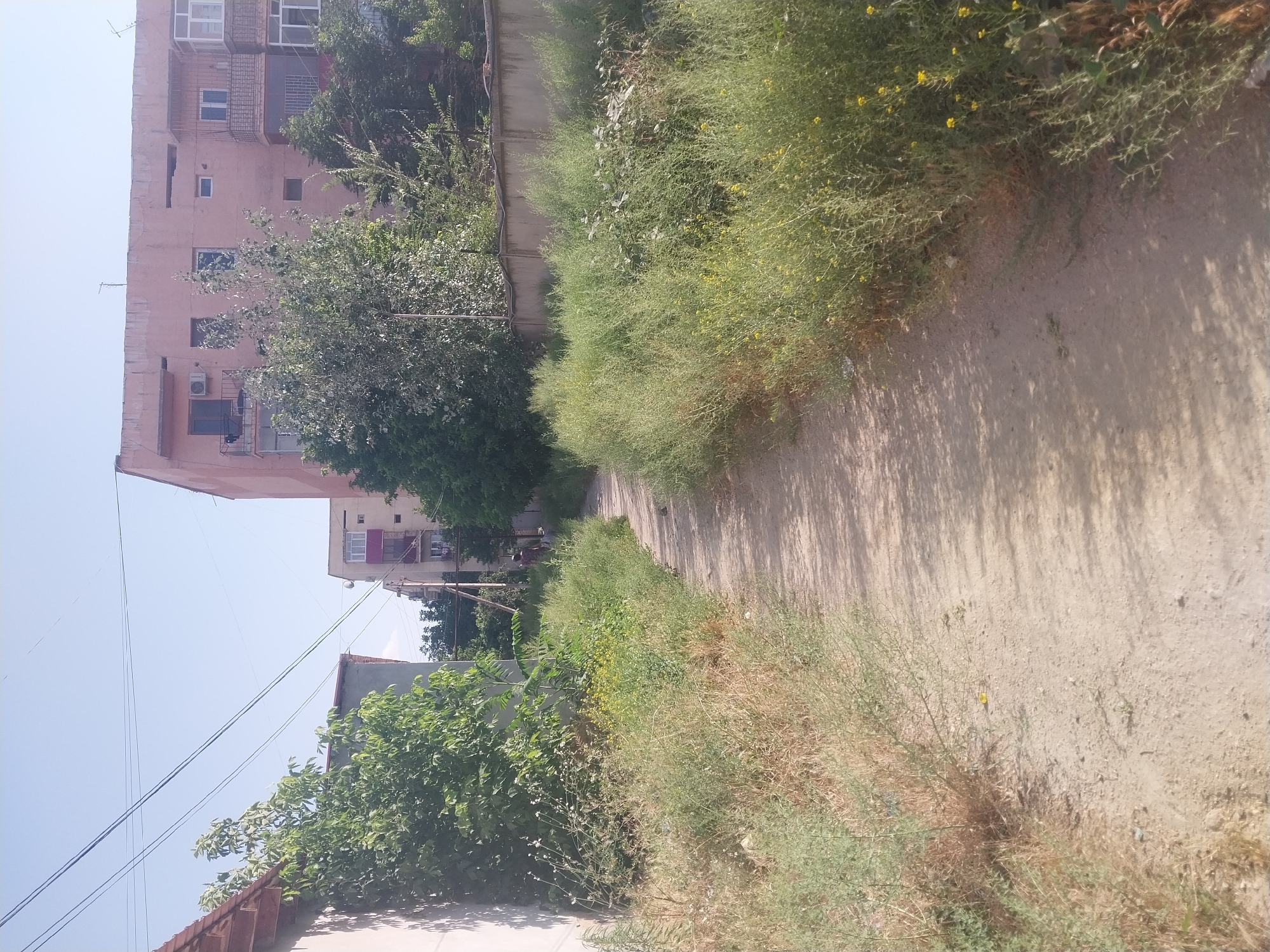 The image shows a dirt path next to a concrete wall, with tall green grass and some small yellow flowers growing on the side of the path. On the other side of the wall, there is a pink multi-story building with several windows and balconies. Trees and foliage are visible around the building. The sky is clear and blue, suggesting it is daytime and the weather is likely sunny. The scene appears to be in a residential area, possibly a rural or less developed part of a town or city, given the unpaved path and the style of the building. There are power lines visible in the upper left portion of the image. No people are clearly visible in the image, and no text is present. The overall impression is one of a quiet, sunny day in a somewhat overgrown urban or suburban environment.