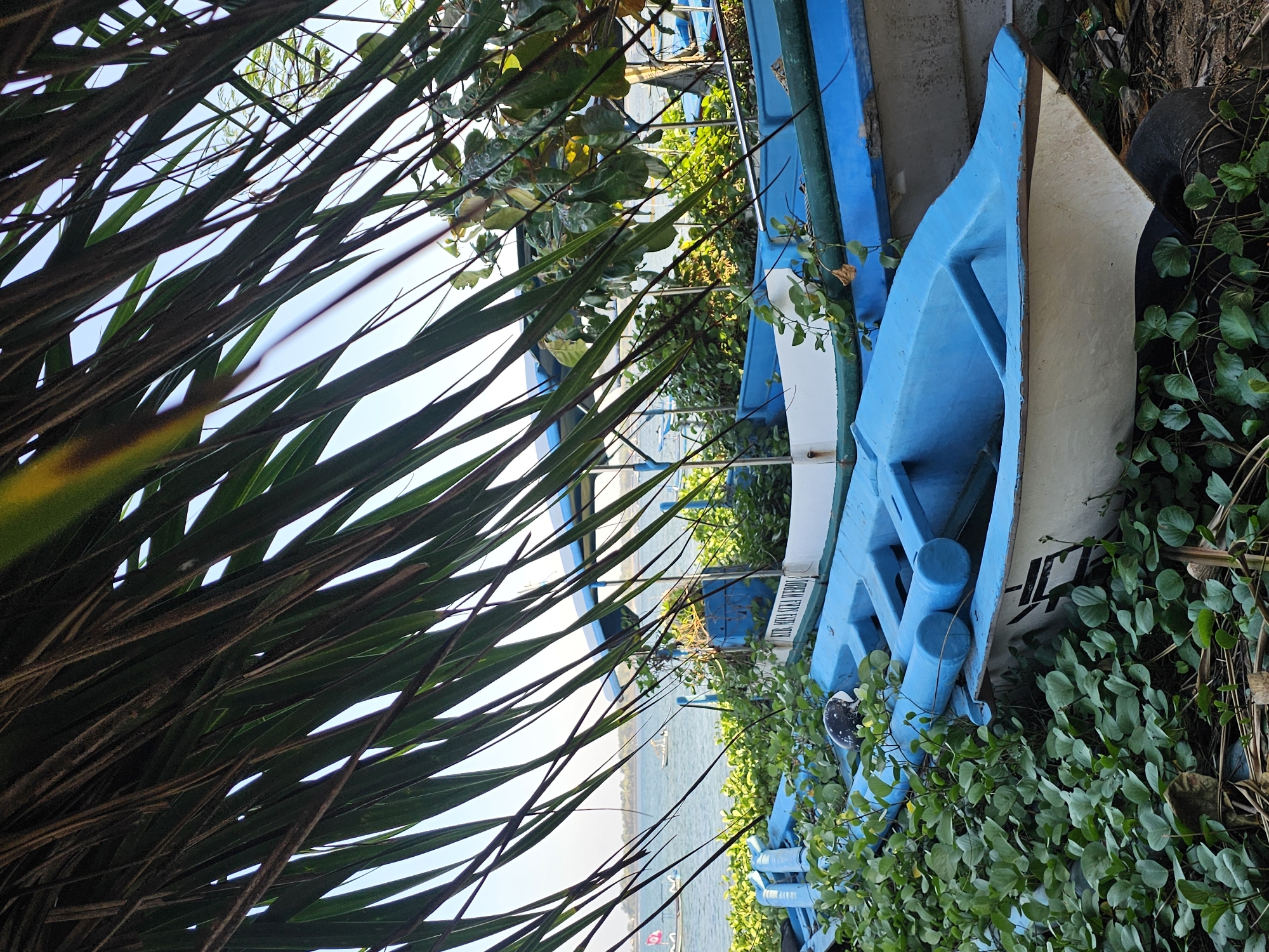 The image depicts a tranquil scene at a beach in Denpasar, Indonesia, likely near Sanur. In the foreground, lush green vegetation with heart-shaped leaves covers the ground, partially obscuring several blue and white boats. The boats appear to be small, traditional fishing vessels, some of which are stacked or pulled ashore. The leaves of a palm tree hang down from the top of the frame, creating a dappled effect of light and shadow. Beyond the boats and vegetation, the calm, blue ocean stretches to the horizon, with a few distant boats visible. The sky is clear and bright, suggesting a sunny day. The overall impression is one of peaceful, coastal life.